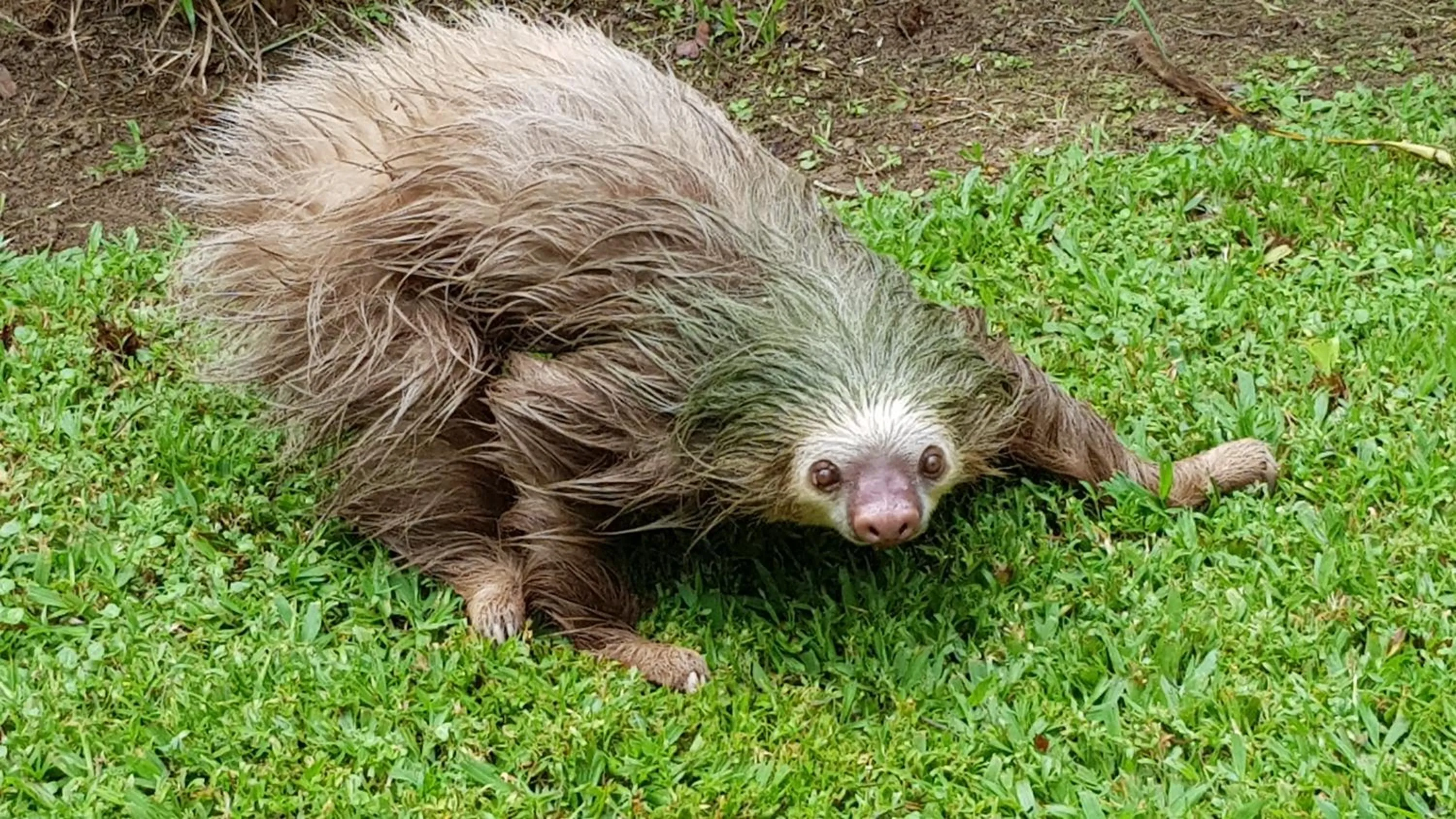 Animals in Ciudad Perdida EcoLodge
