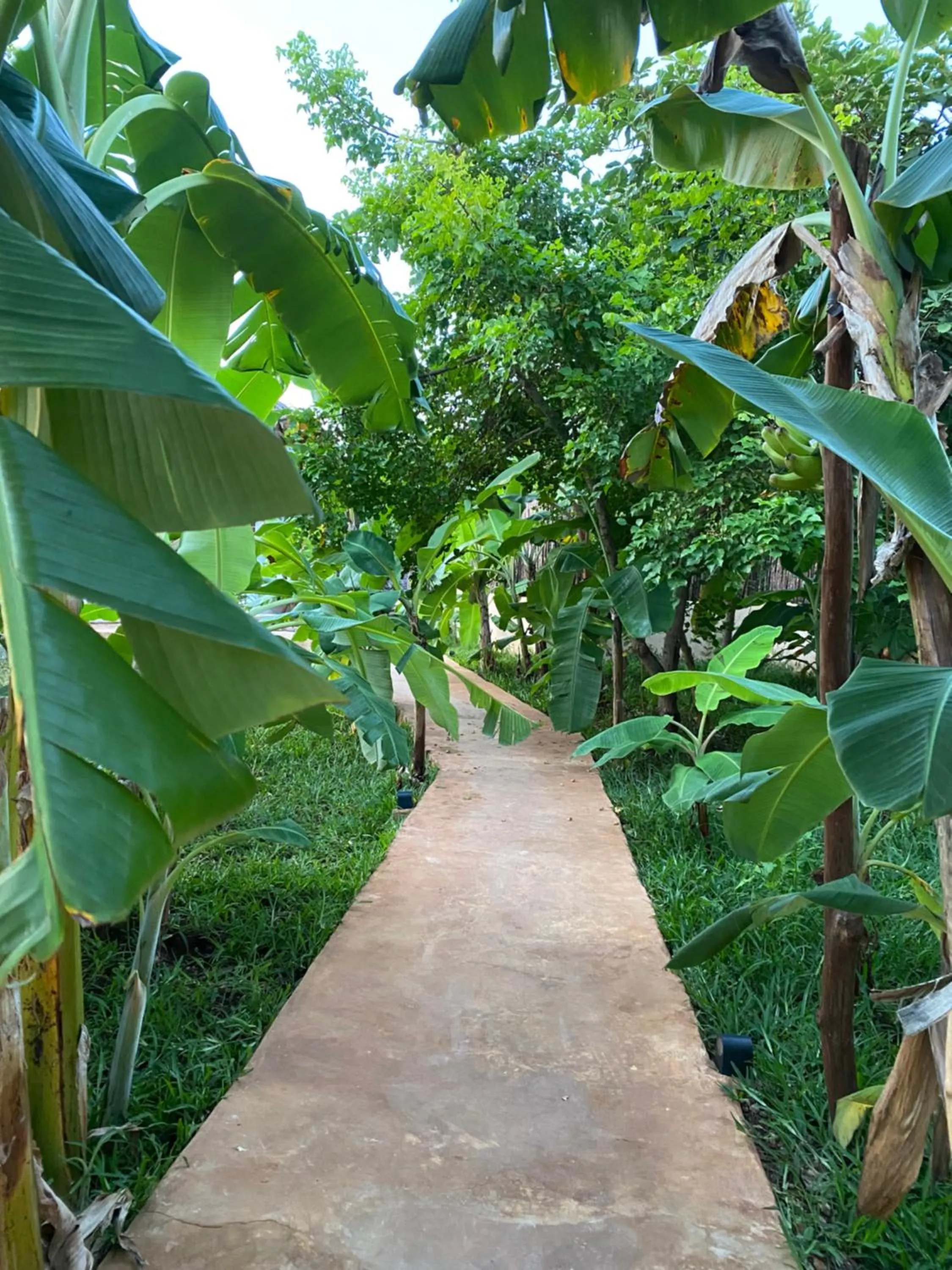 Garden in Baobab Africa Lodge Zanzibar