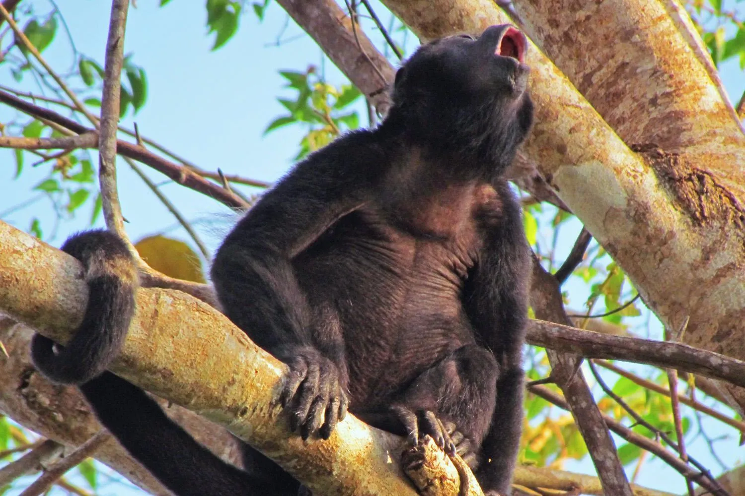 Property building in The Resort at Isla Palenque Member of the Cayuga Collection
