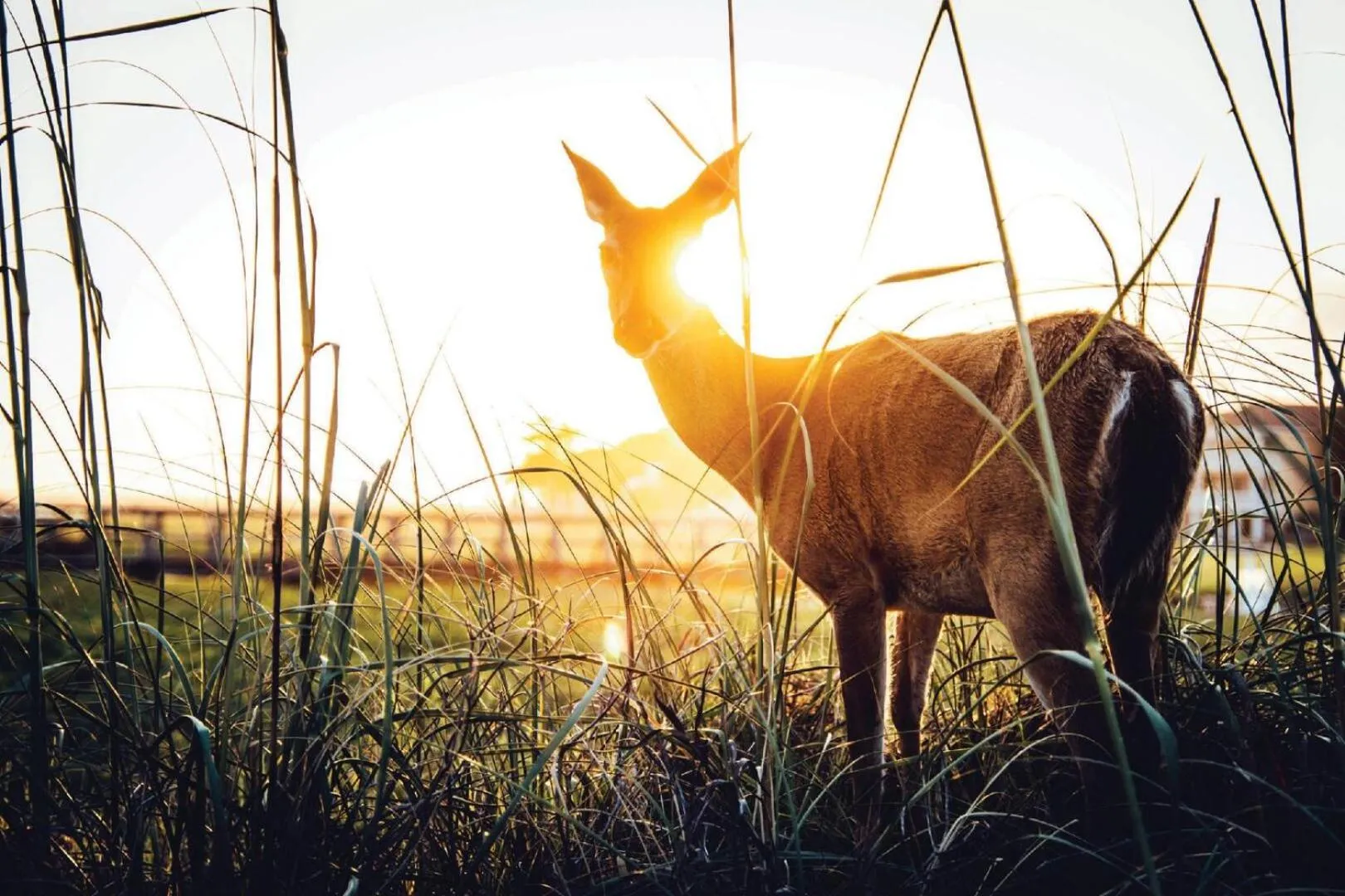 Other in 694 Bonito Rd-Sandy Palms