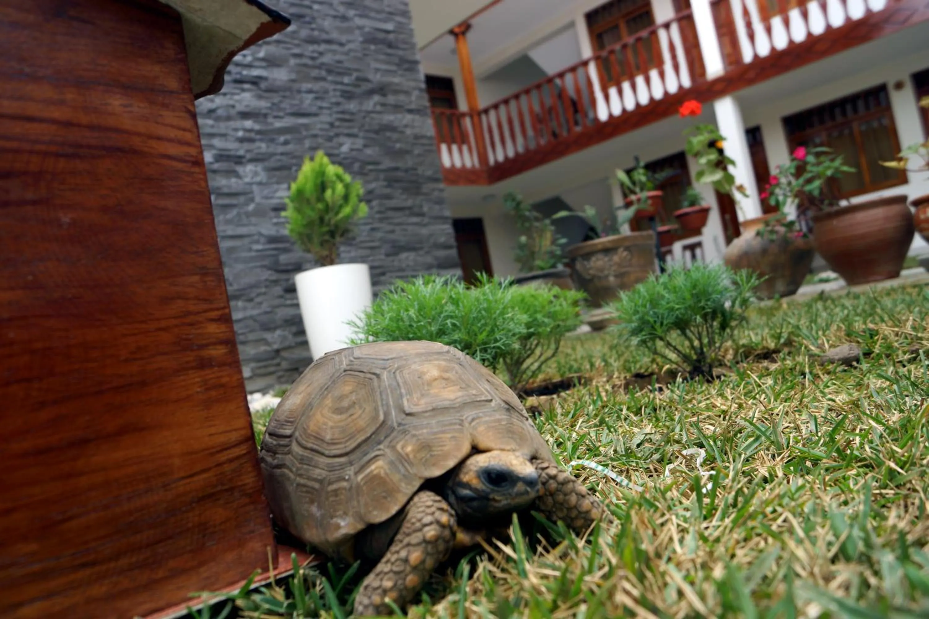 Animals in Posada del Arriero -Hotel