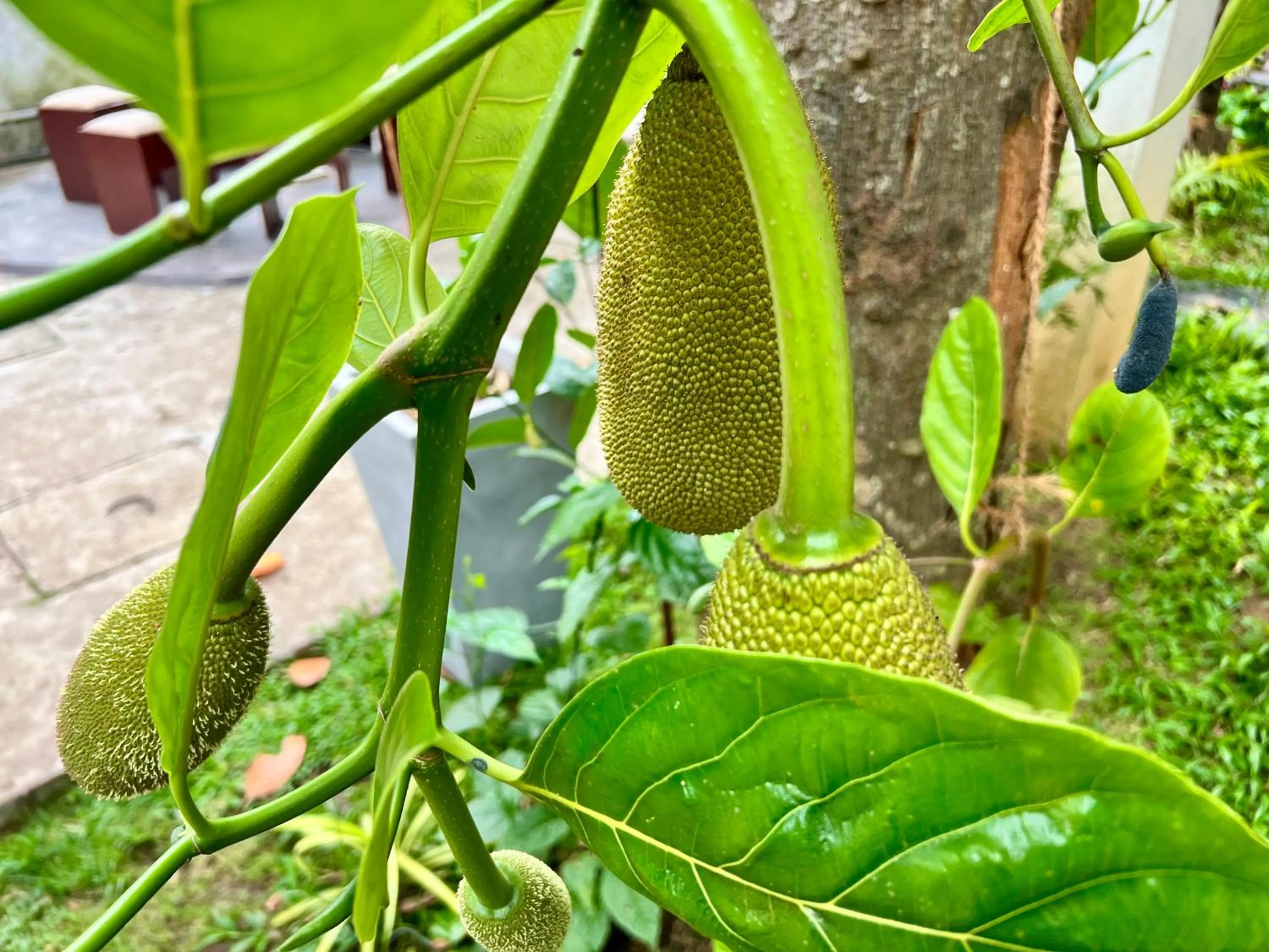 Garden view in Eco Resort Kandy