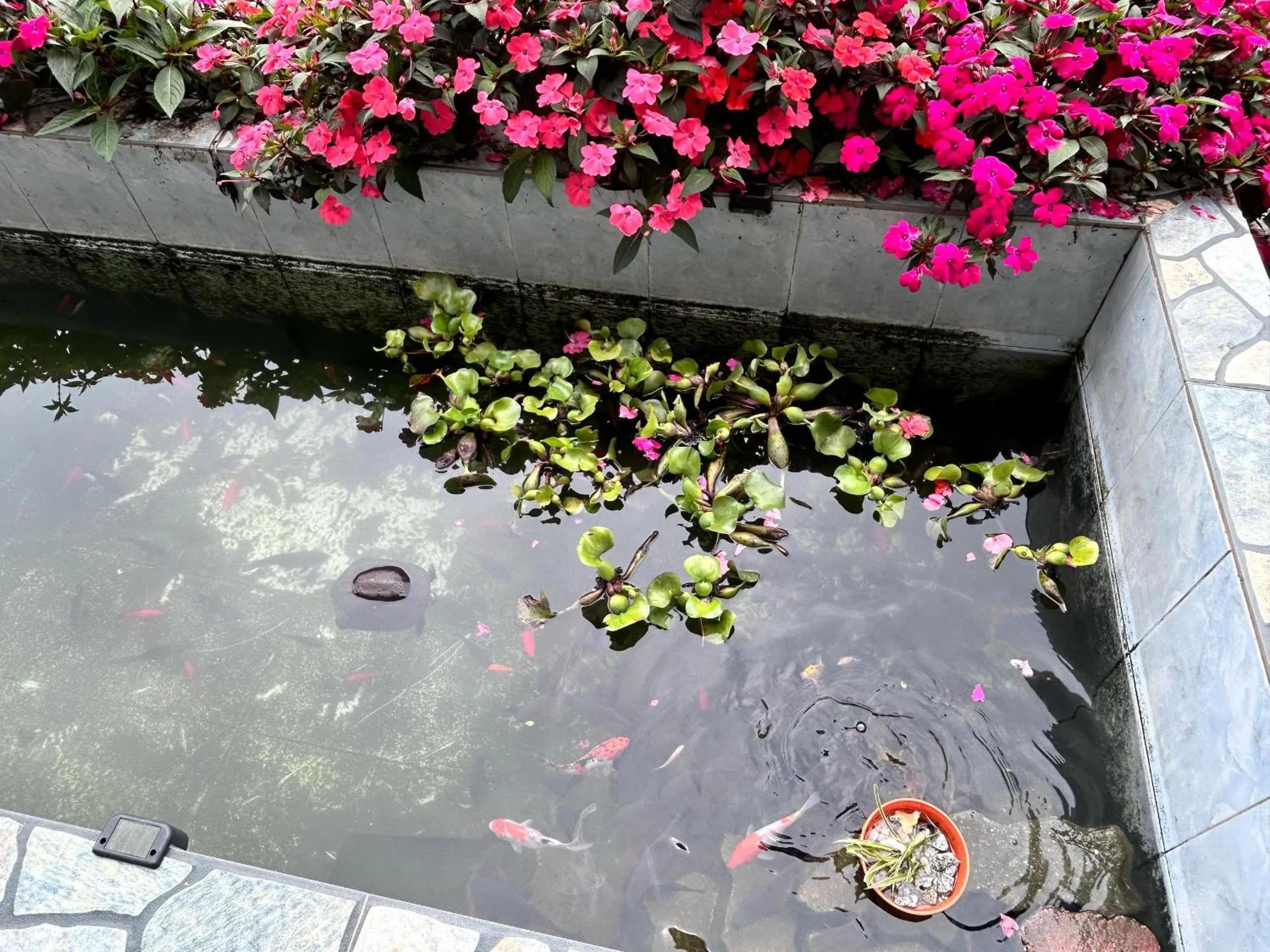 Garden view in Tekoma Resort Cameron Highlands