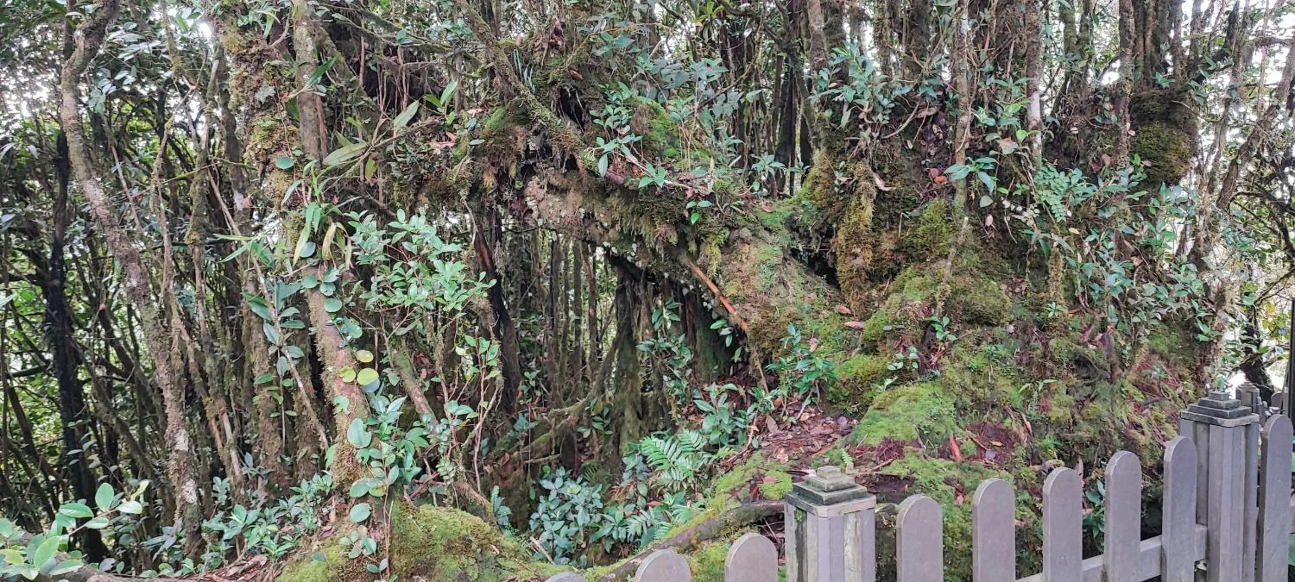 Tekoma Resort Cameron Highlands