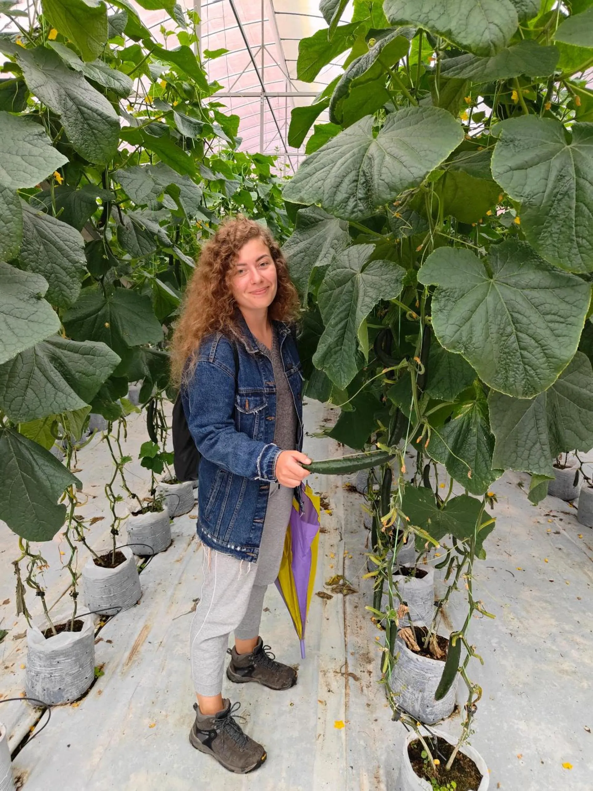 Tekoma Resort Cameron Highlands