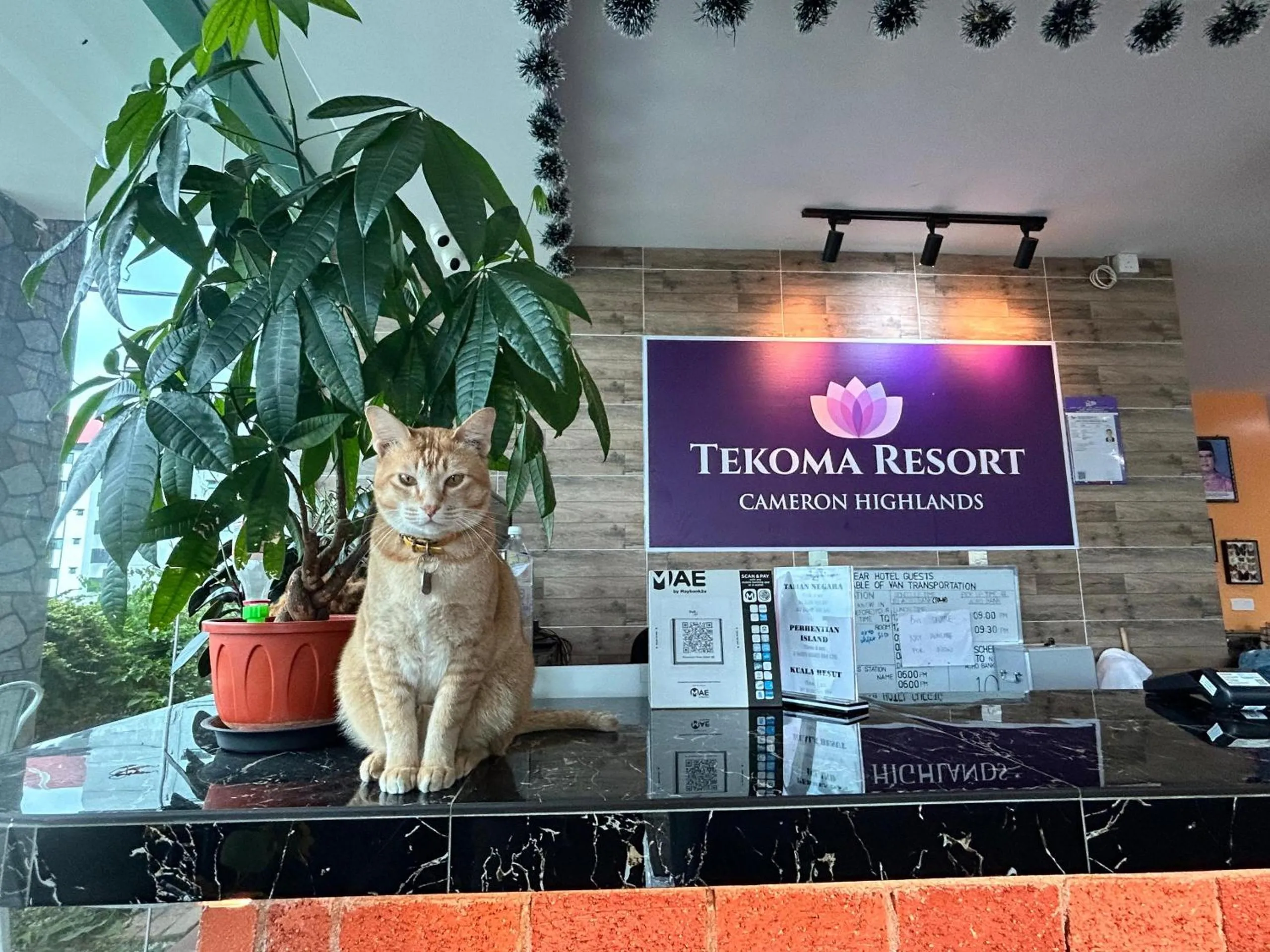 Tekoma Hotel & Hostel Cameron Highlands - FREE SHUTTLE SERVICE