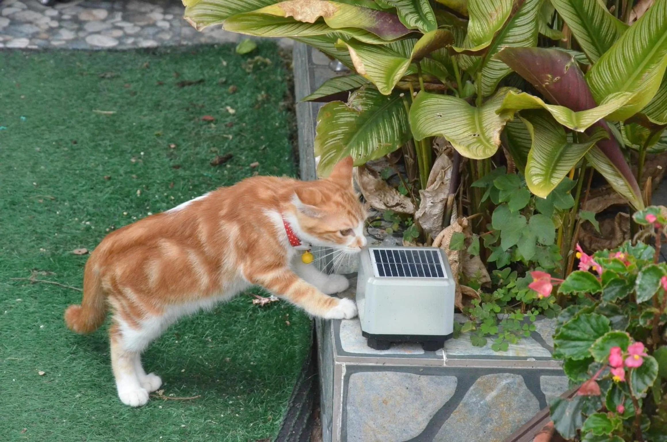 Pets in Tekoma Resort Cameron Highlands