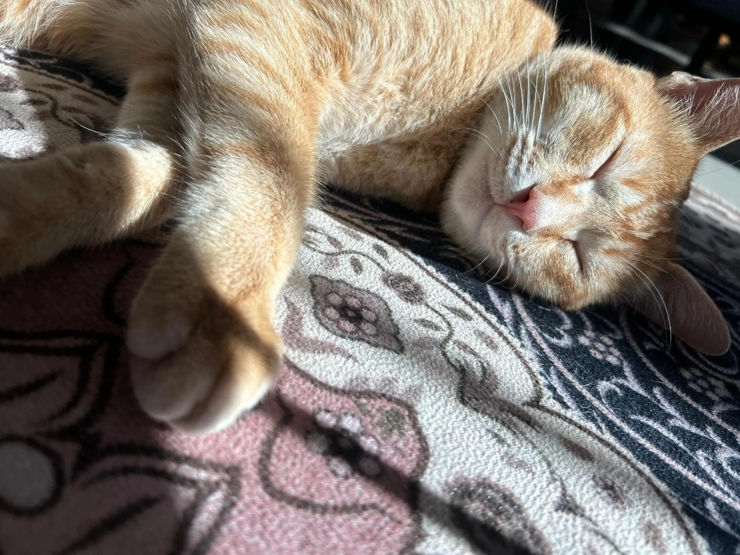 Pets in Tekoma Resort Cameron Highlands