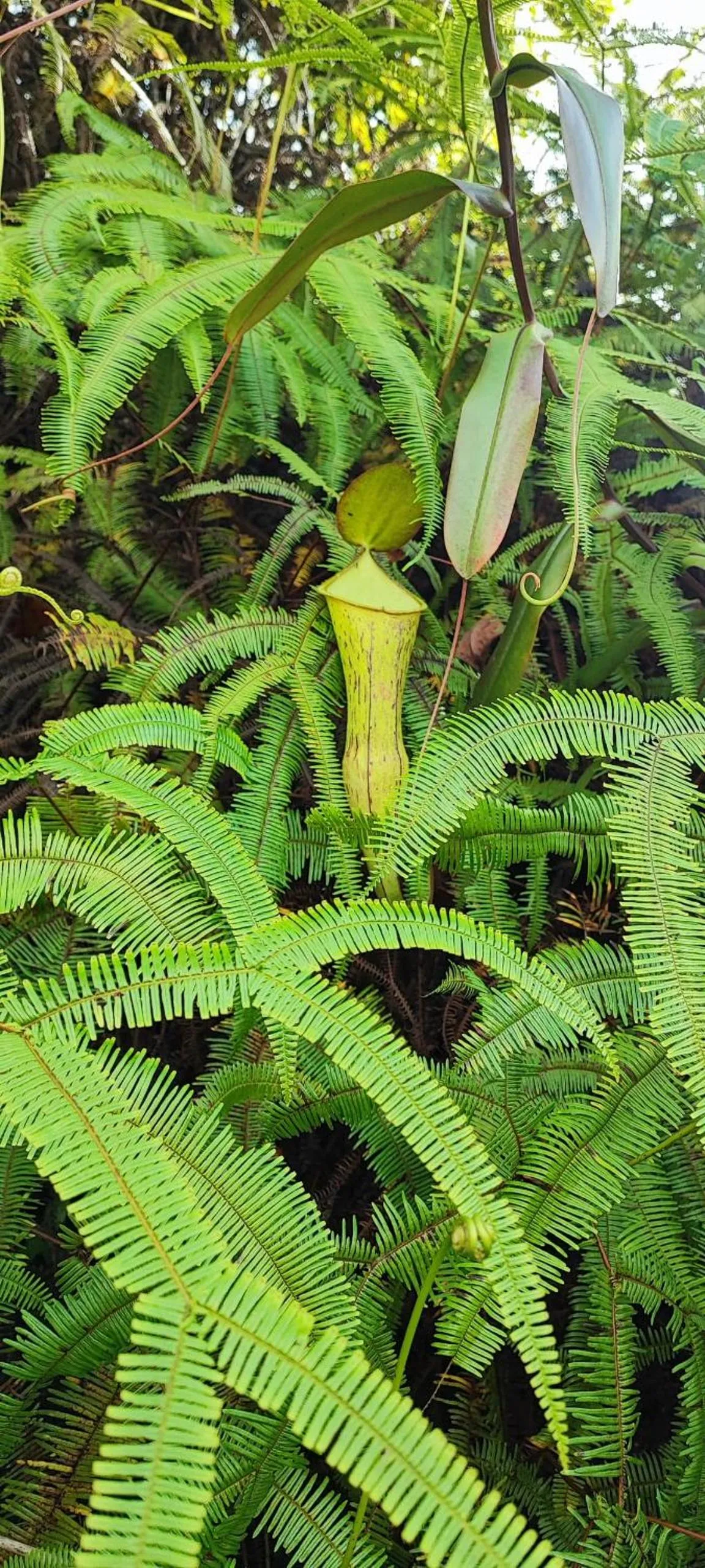 Tekoma Resort Cameron Highlands
