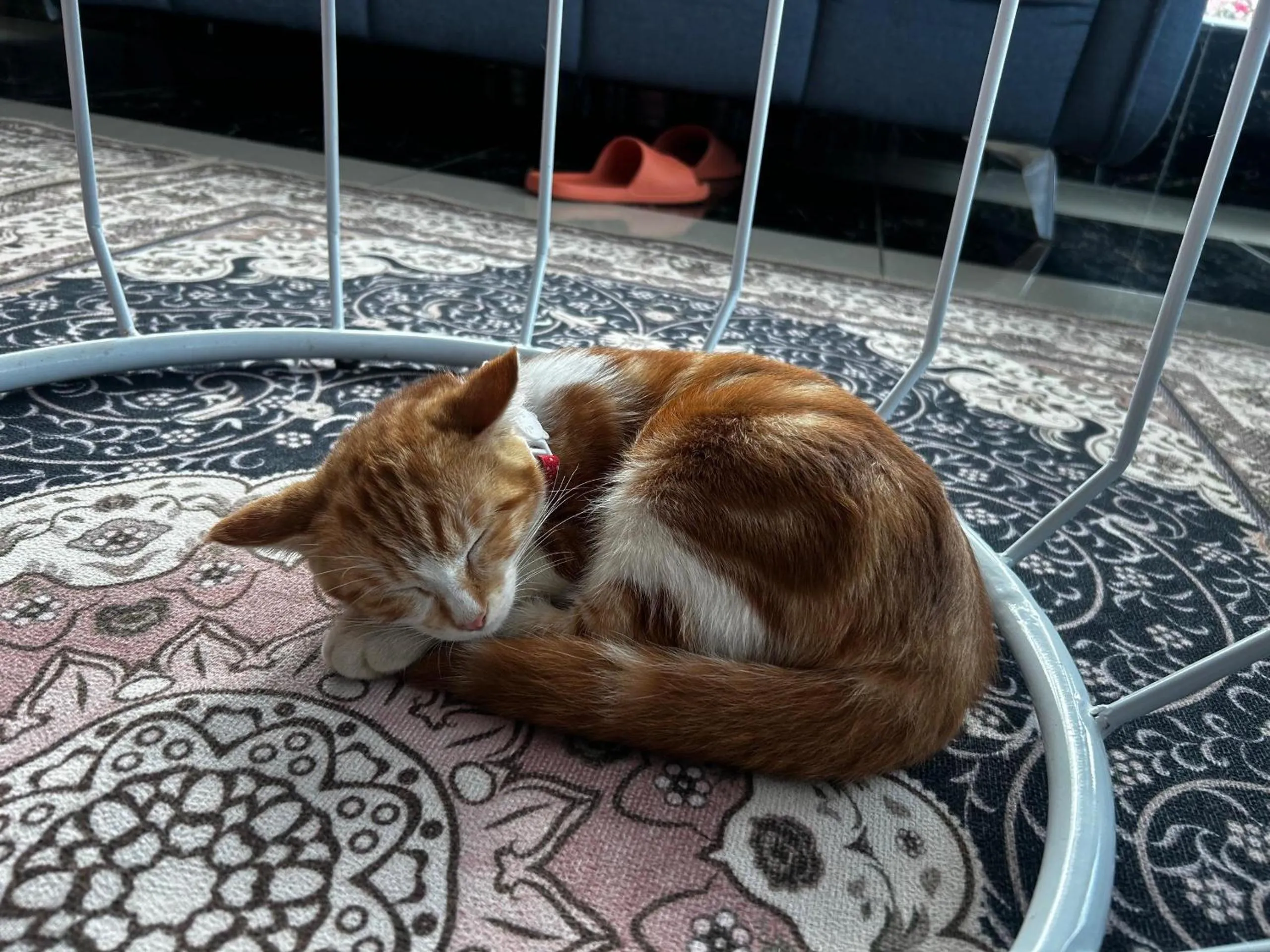 Pets in Tekoma Resort Cameron Highlands