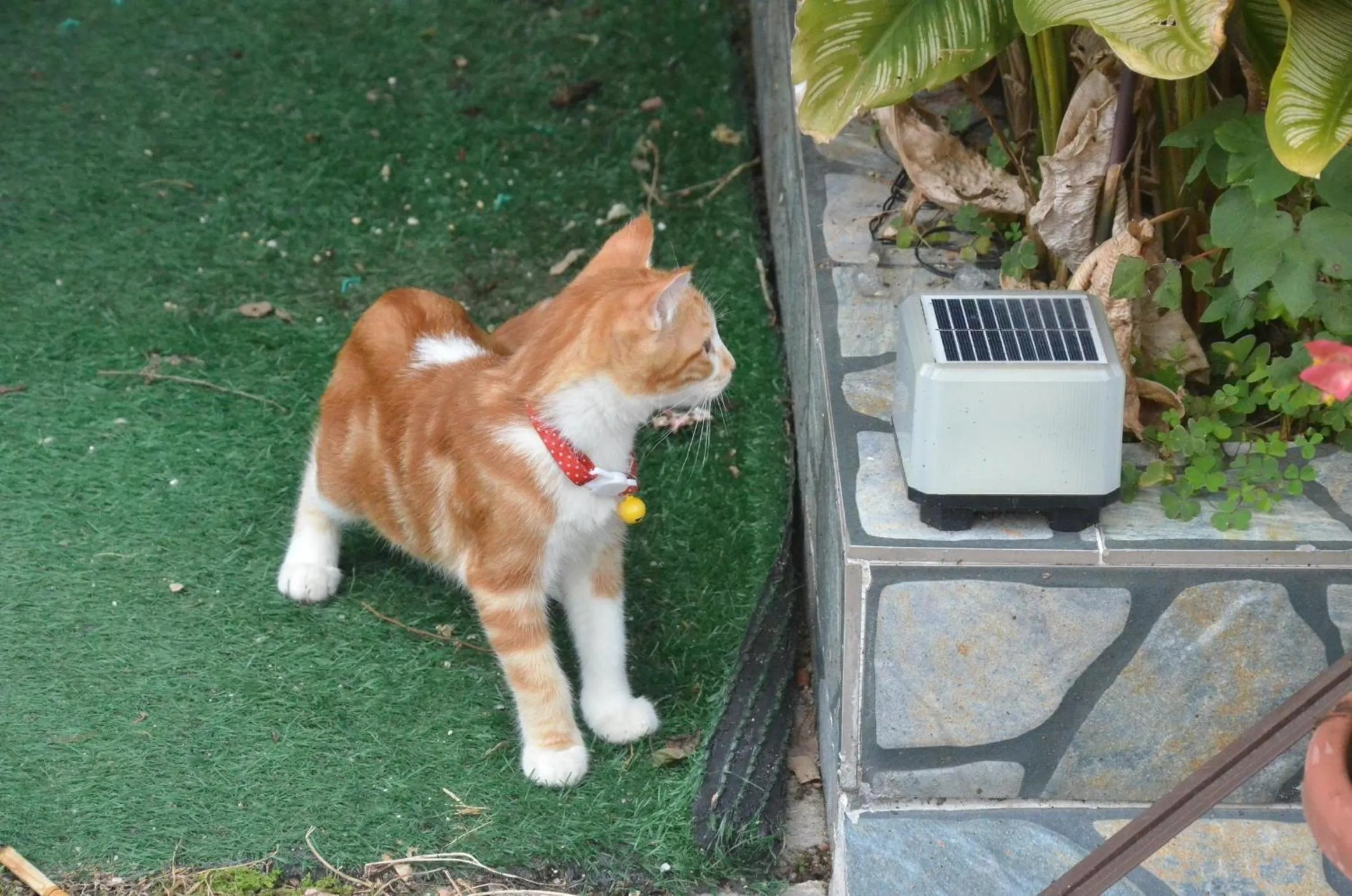 Pets in Tekoma Resort Cameron Highlands