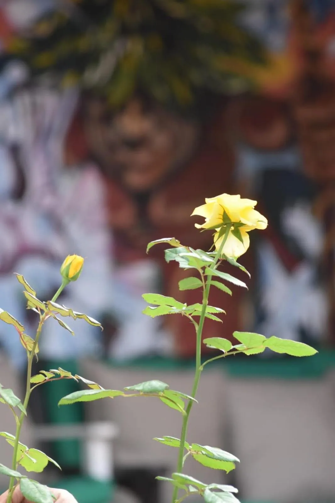 Garden in Ñanderoga B&B