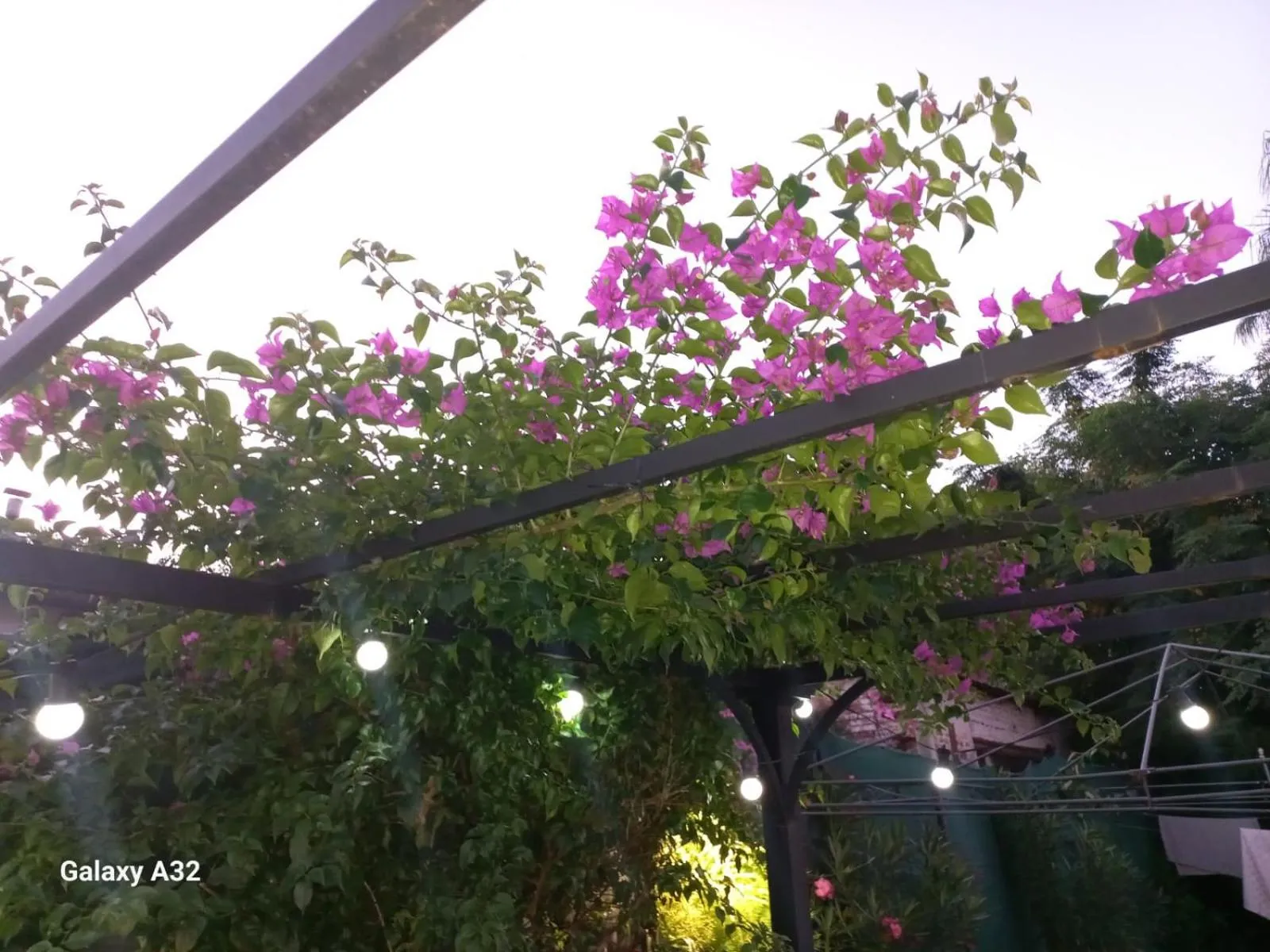 Garden in Ñanderoga B&B