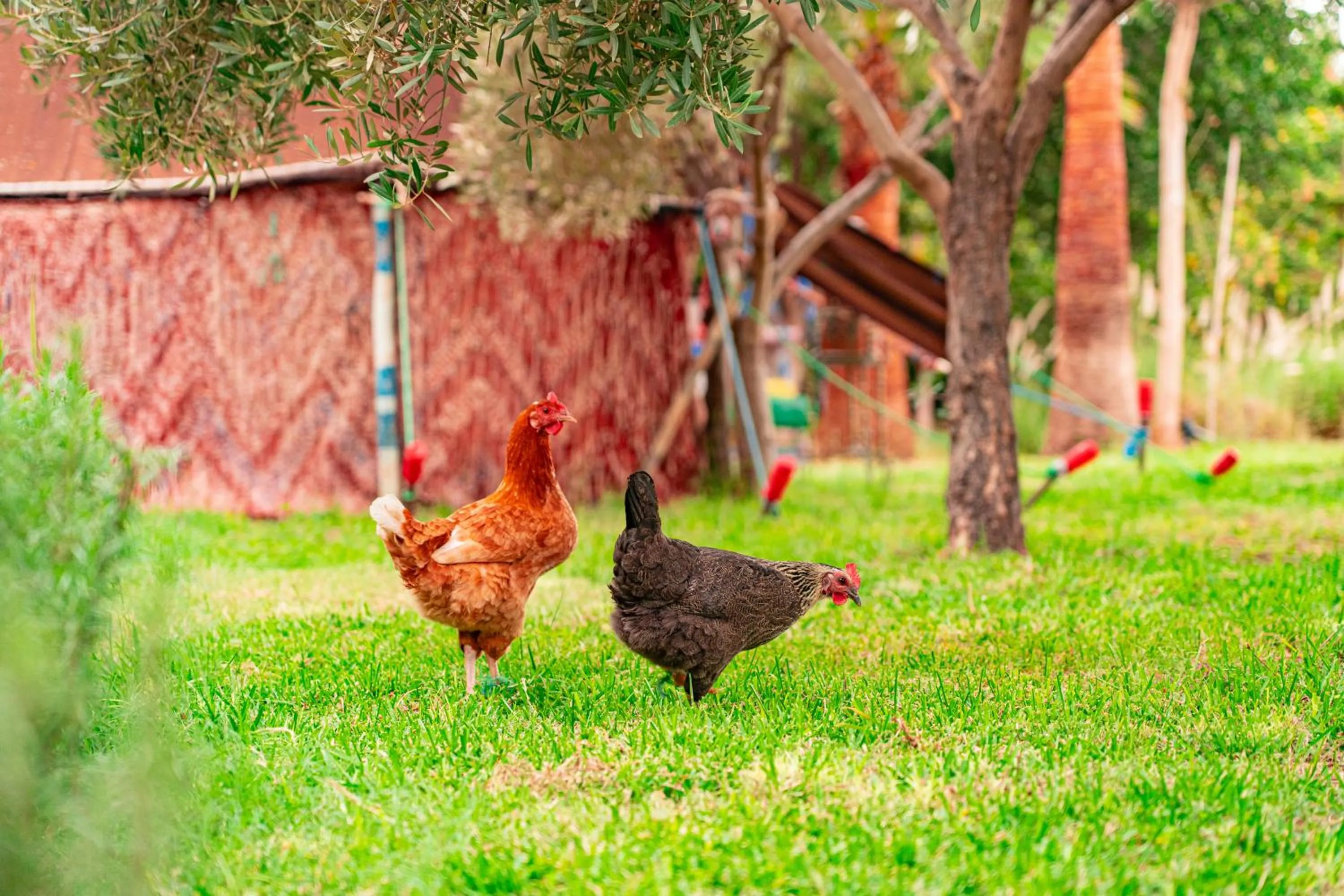 Garden in Villa Baddi Marrakech