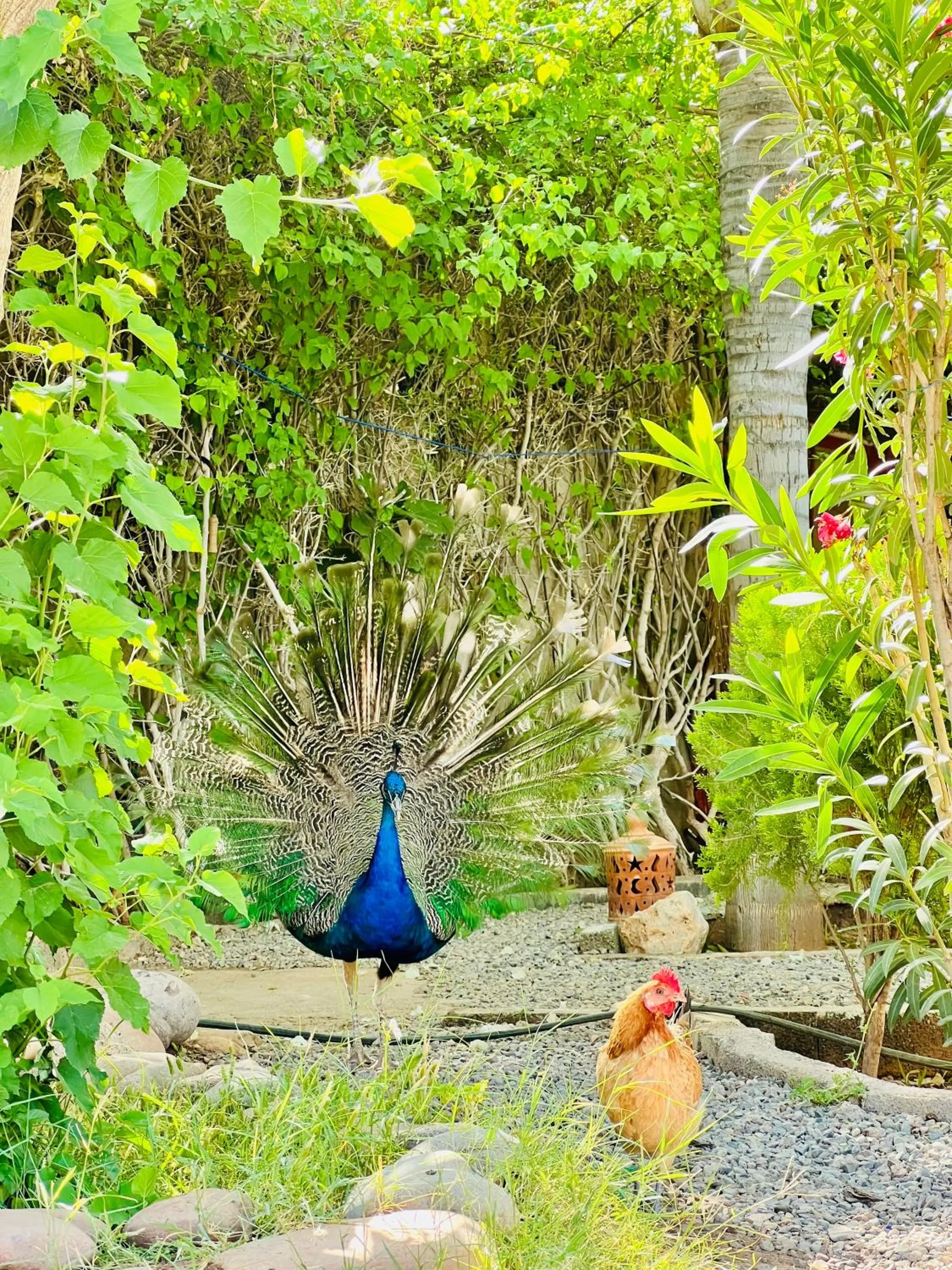 Garden in Villa Baddi Marrakech