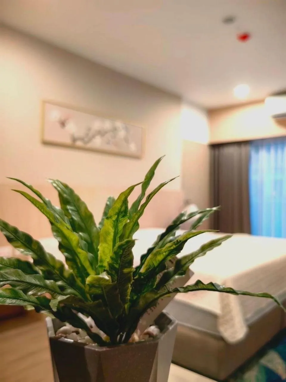 Photo of the whole room, Bed in Chinatown Living Hatyai