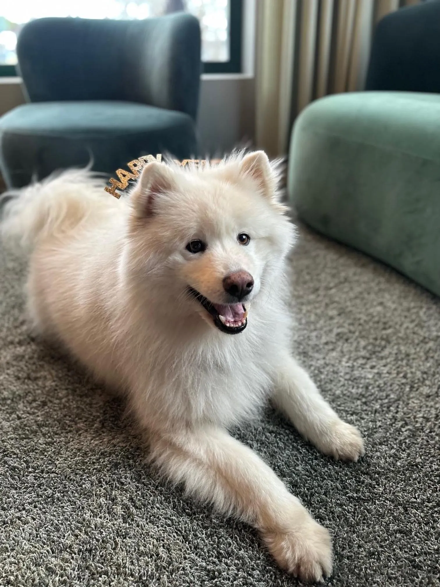 Pets in Best Western Plus Hotel Kungens Kurva