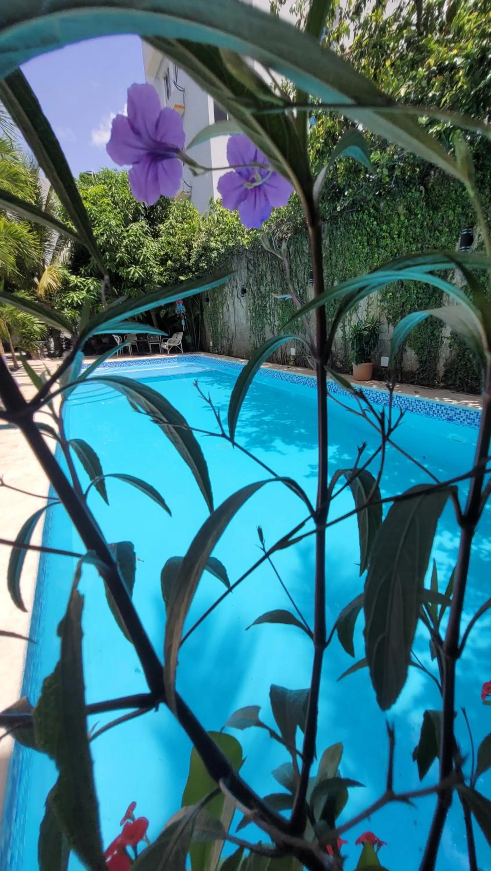 Swimming pool in Green Oasis Hotel