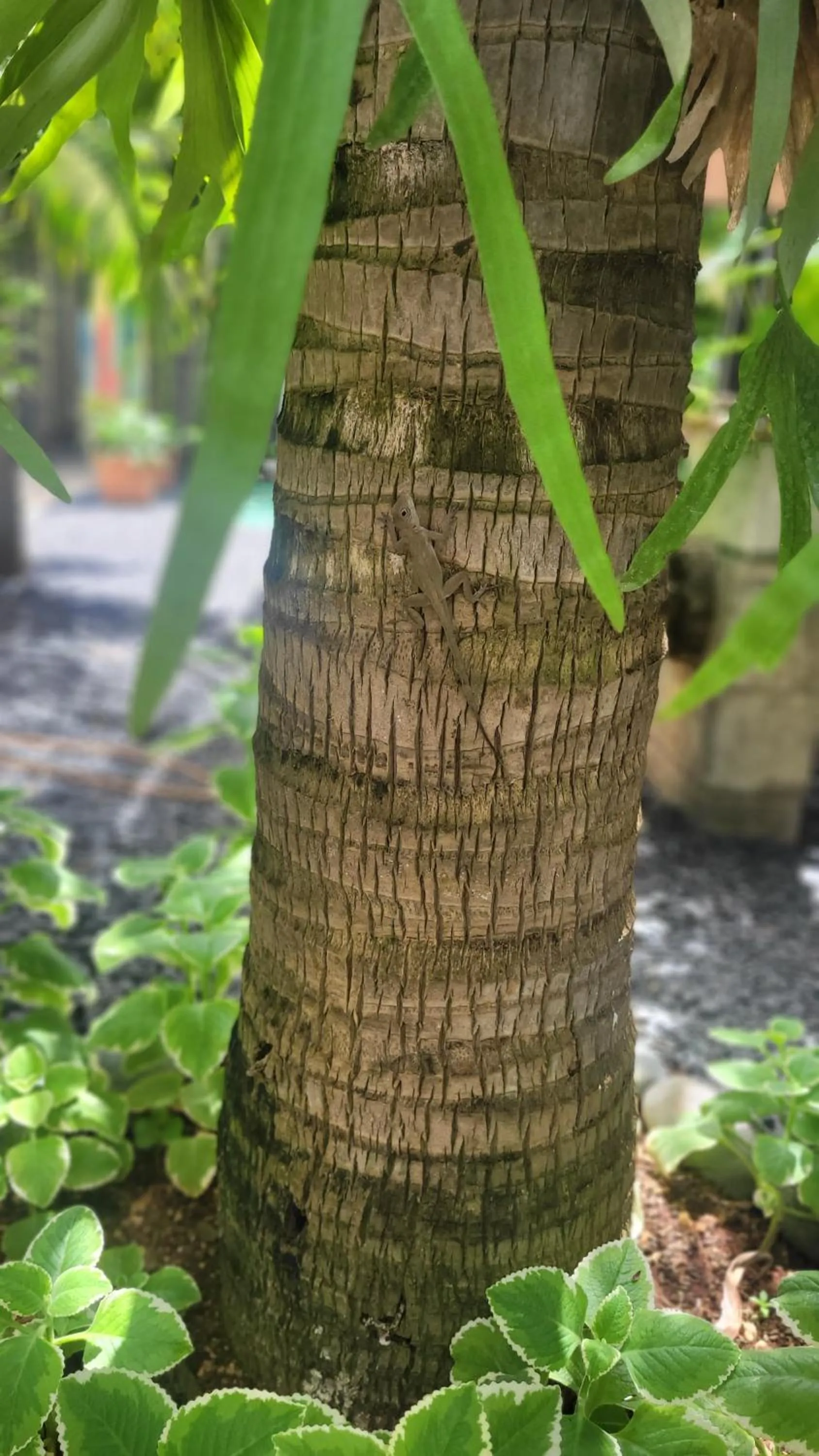 Patio in Green Oasis Hotel