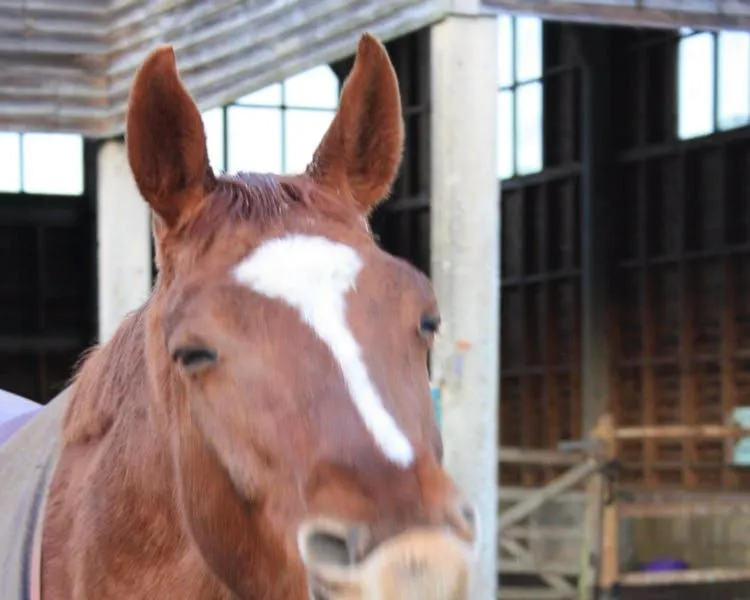 Other in Cherry Orchard Farm