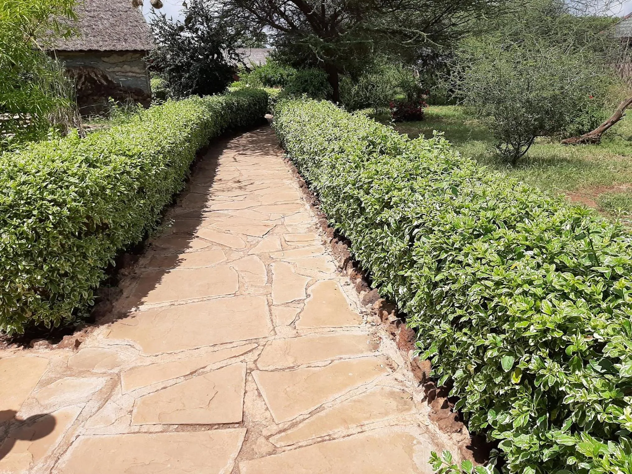 Garden view in AA Lodge Amboseli