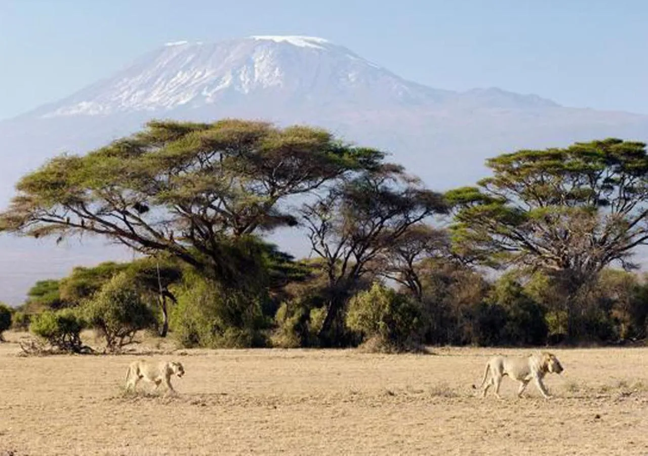 Natural landscape in AA Lodge Amboseli