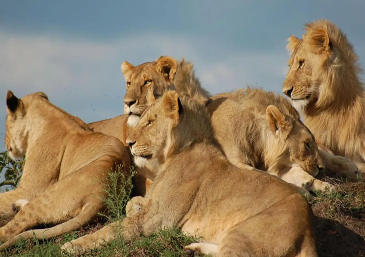 Animals in AA Lodge Maasai Mara