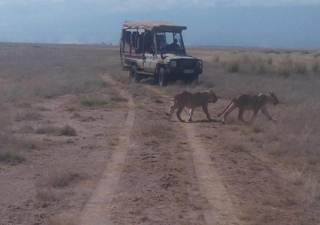 Animals in AA Lodge Maasai Mara