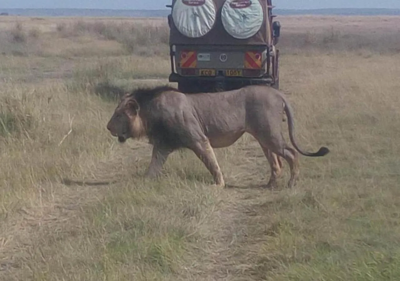 Animals in AA Lodge Maasai Mara