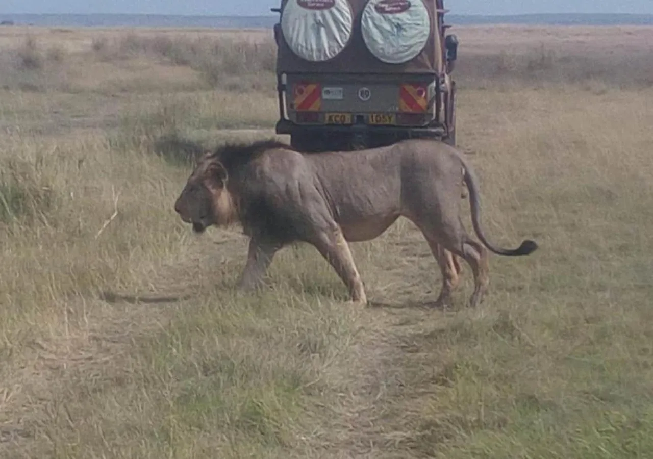 Animals in AA Lodge Maasai Mara