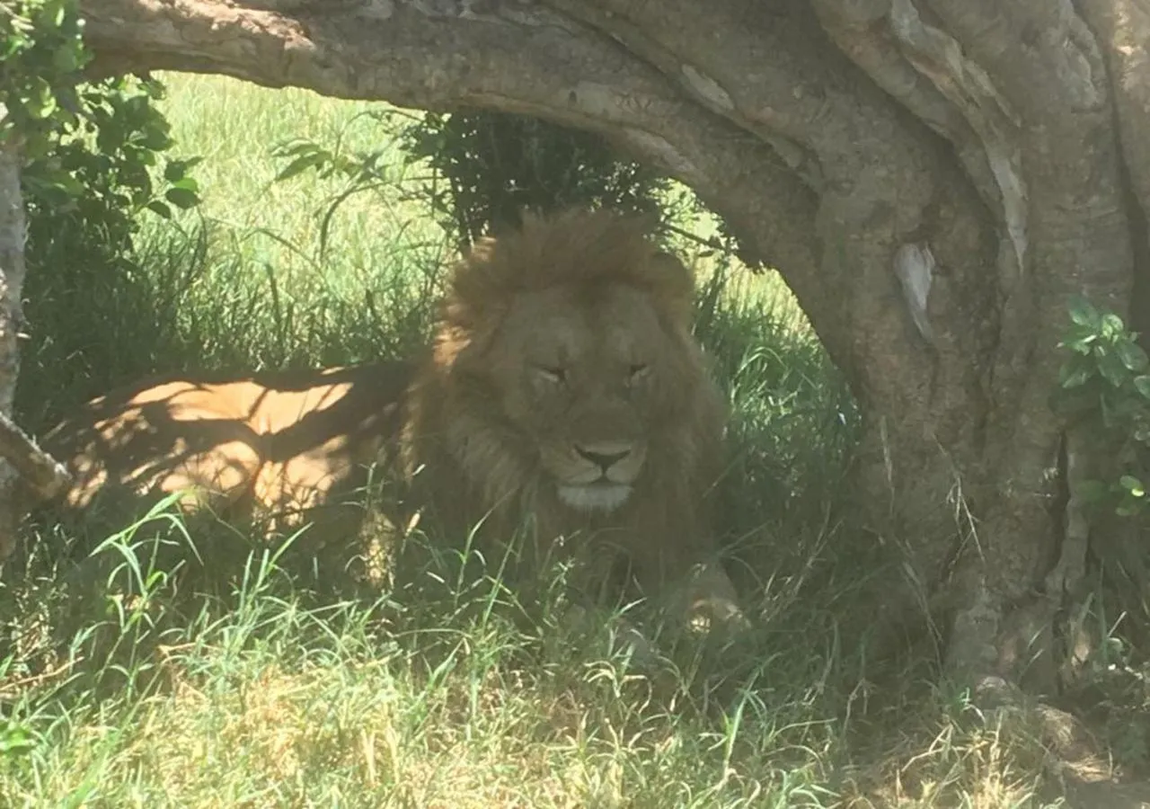 Animals in AA Lodge Maasai Mara
