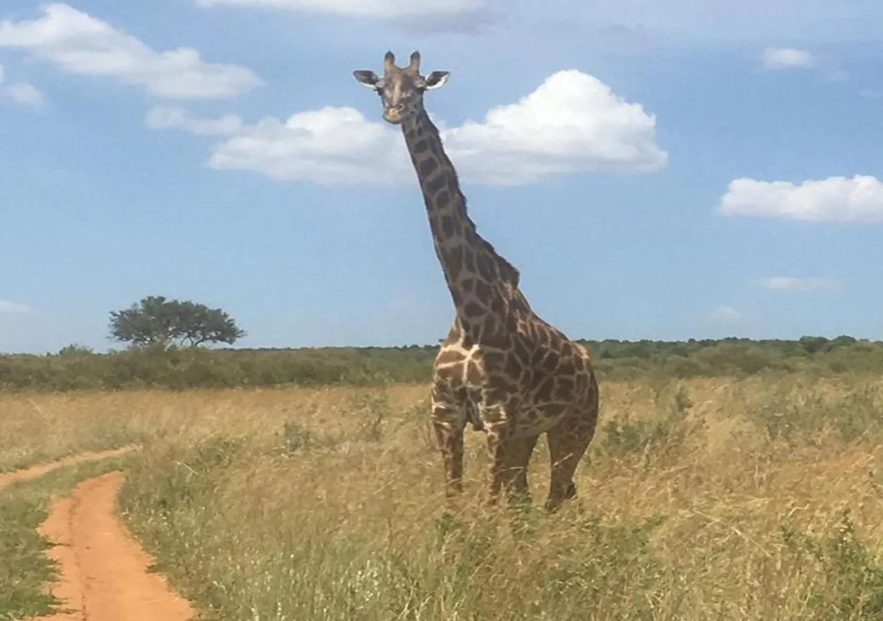 Animals in AA Lodge Maasai Mara