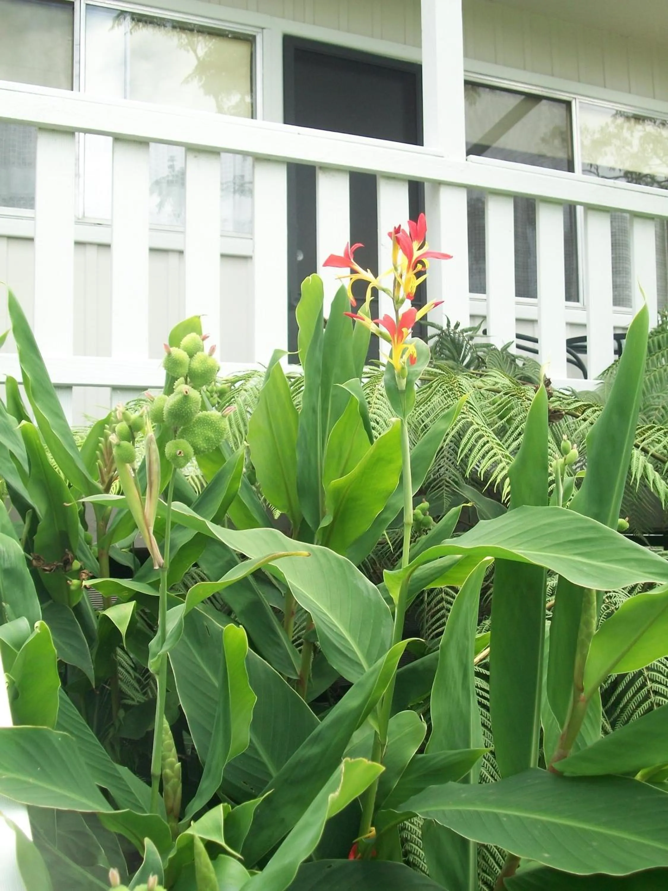 Garden view in Top of the Lake Holiday Units