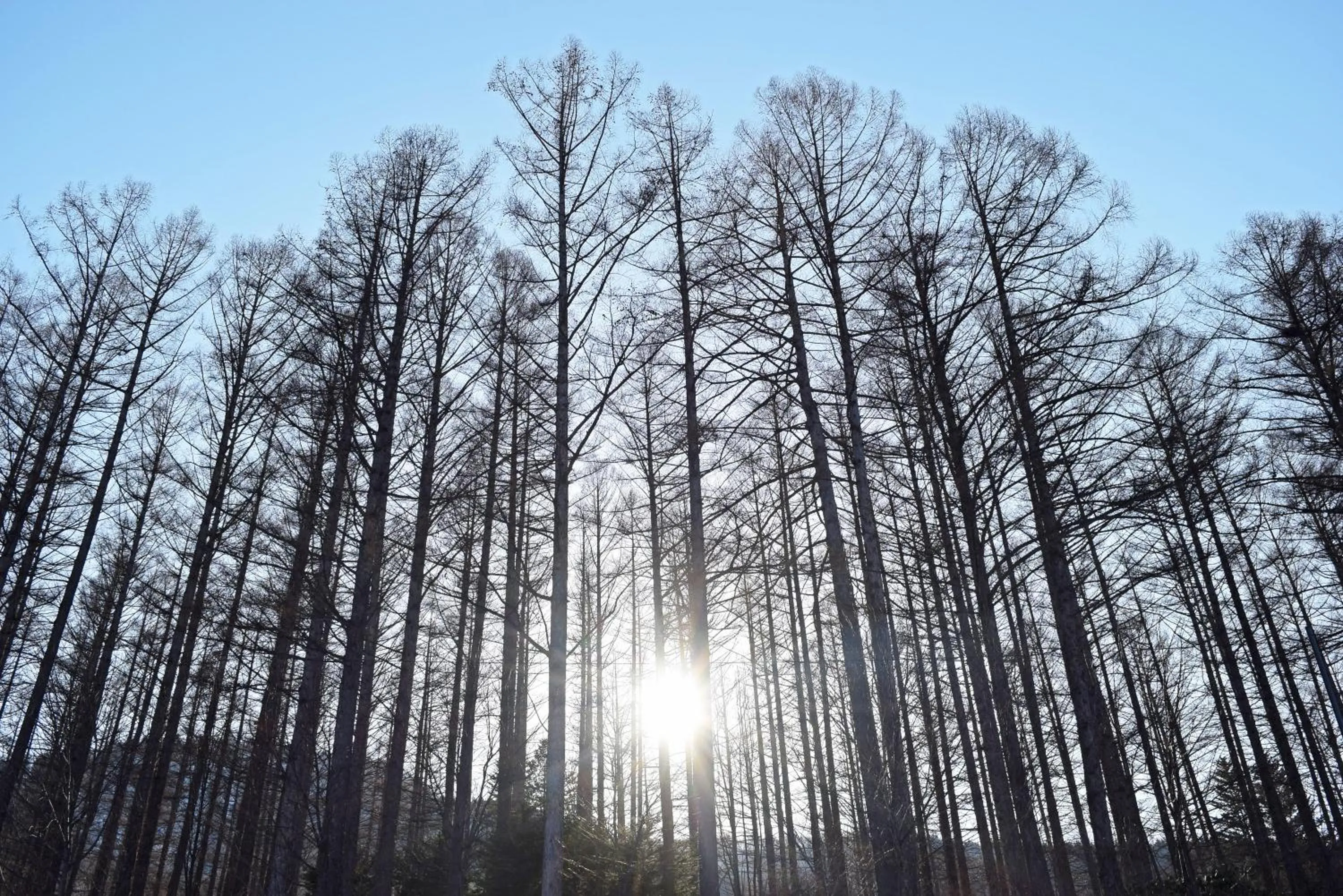 View (from property/room) in Highland Furano