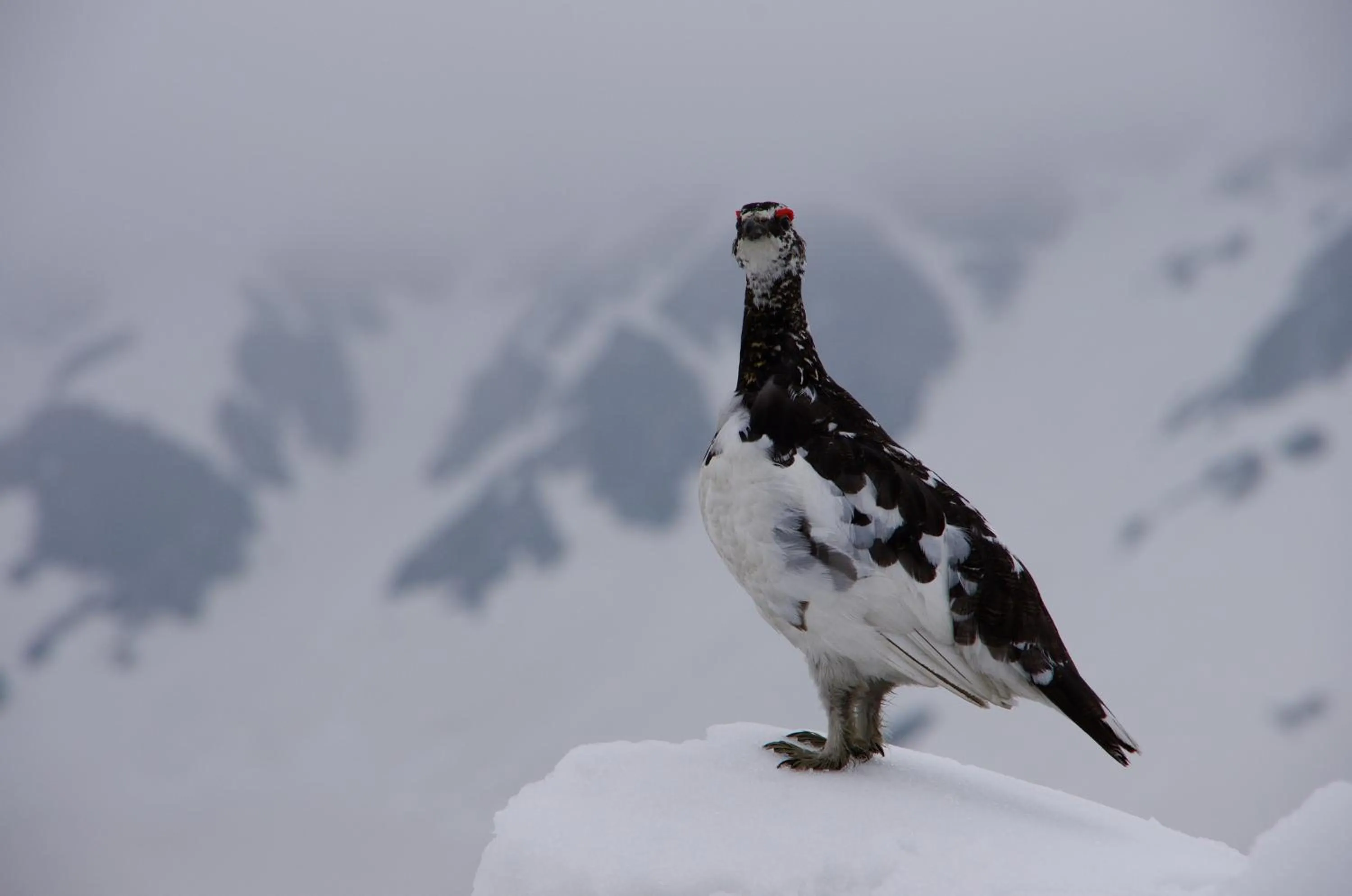 Hiking in Hotel Tateyama