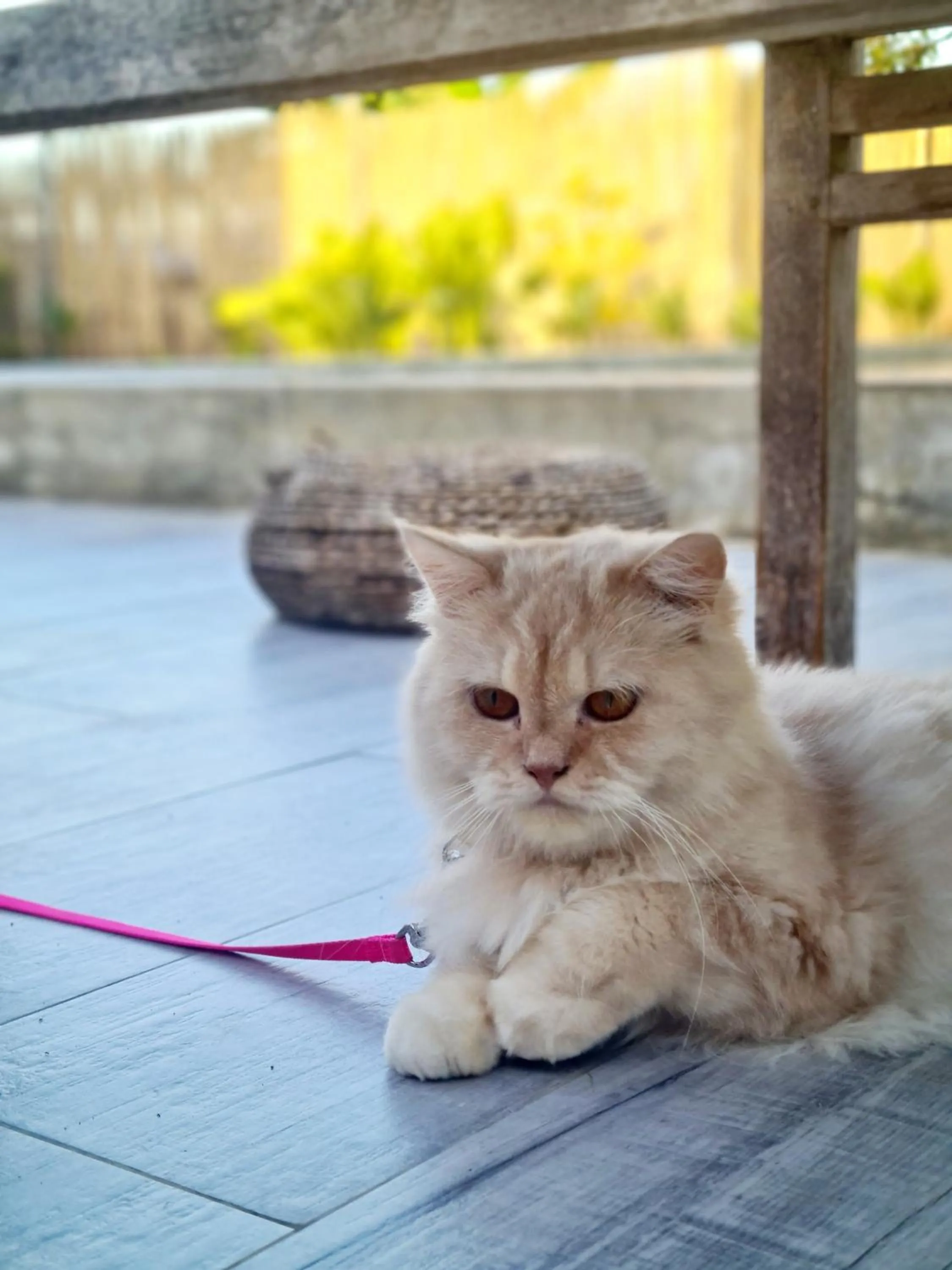 Patio in 148 Guesthouse and Resort