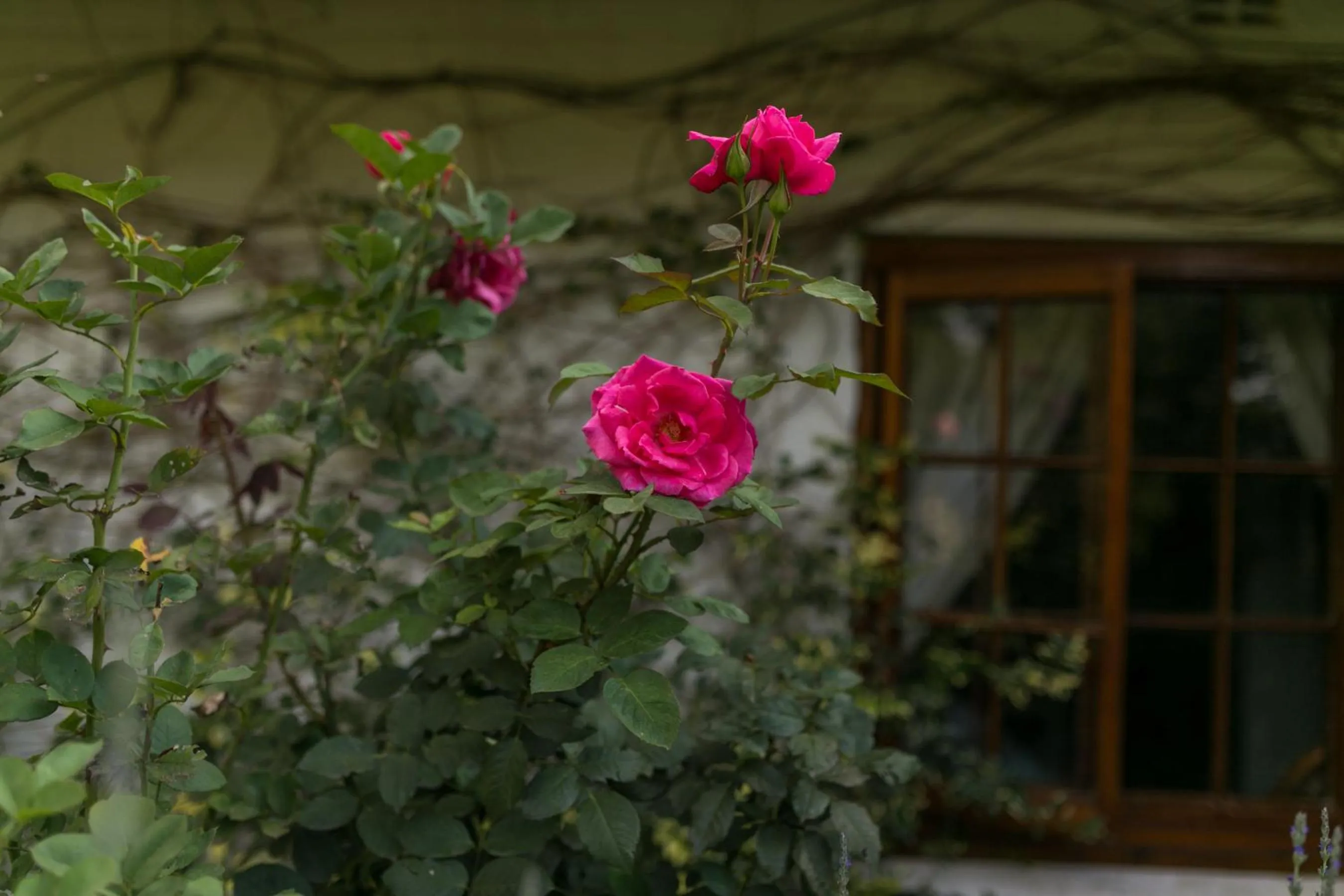 Garden in Grace Guest House