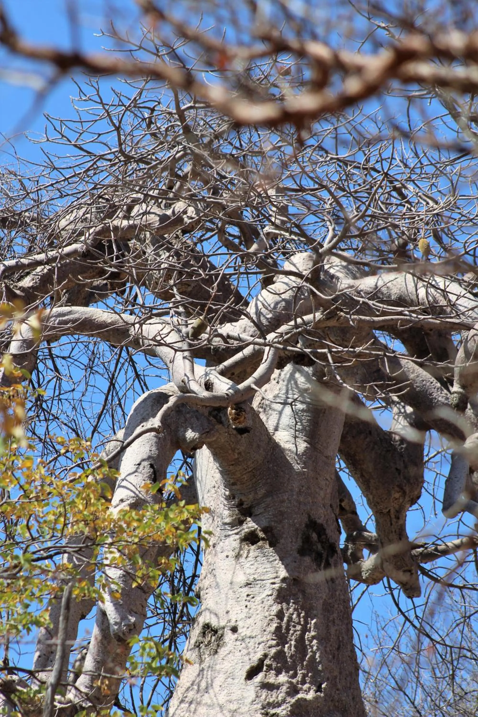 Natural landscape in Opuwo Country Lodge