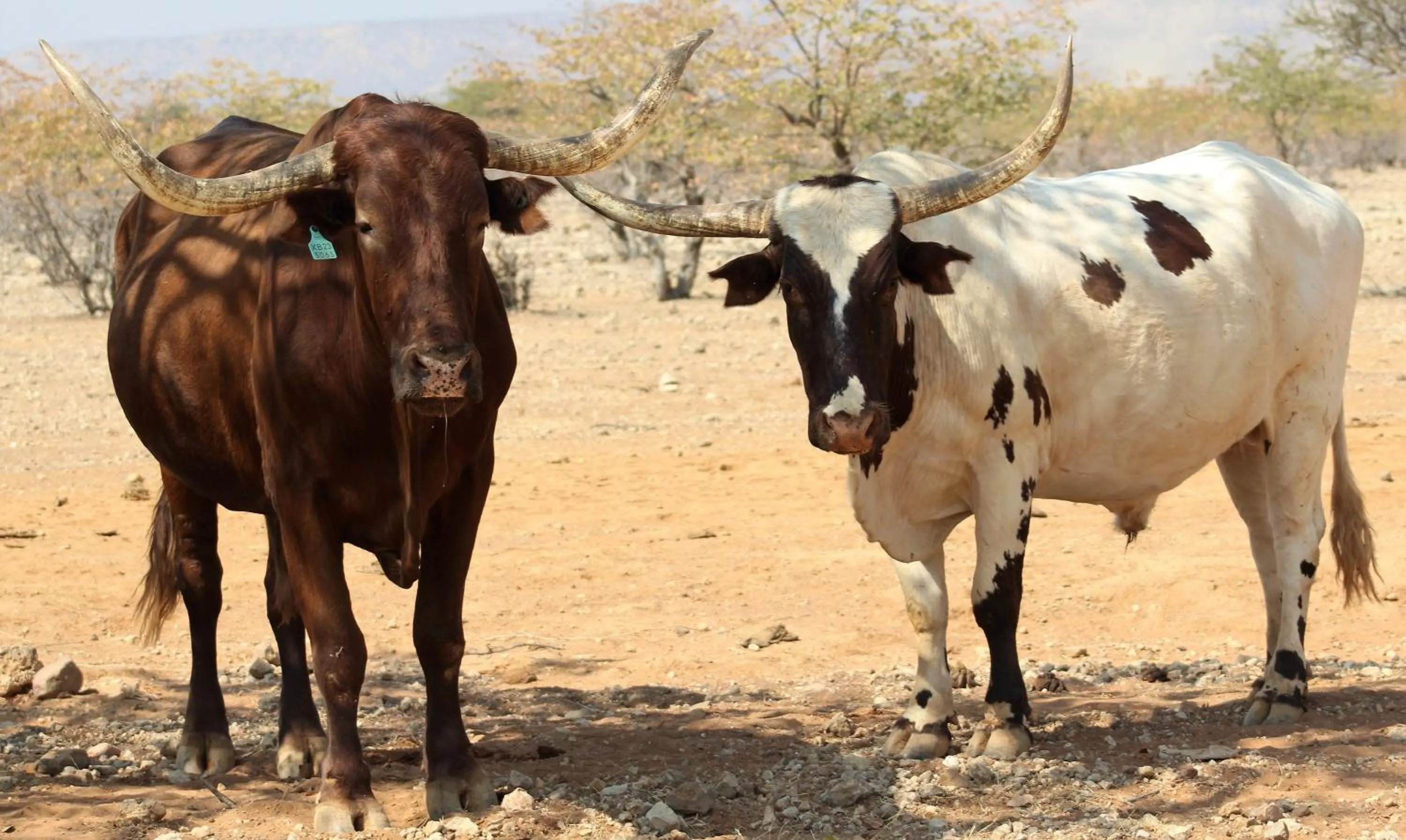 Activities in Opuwo Country Lodge