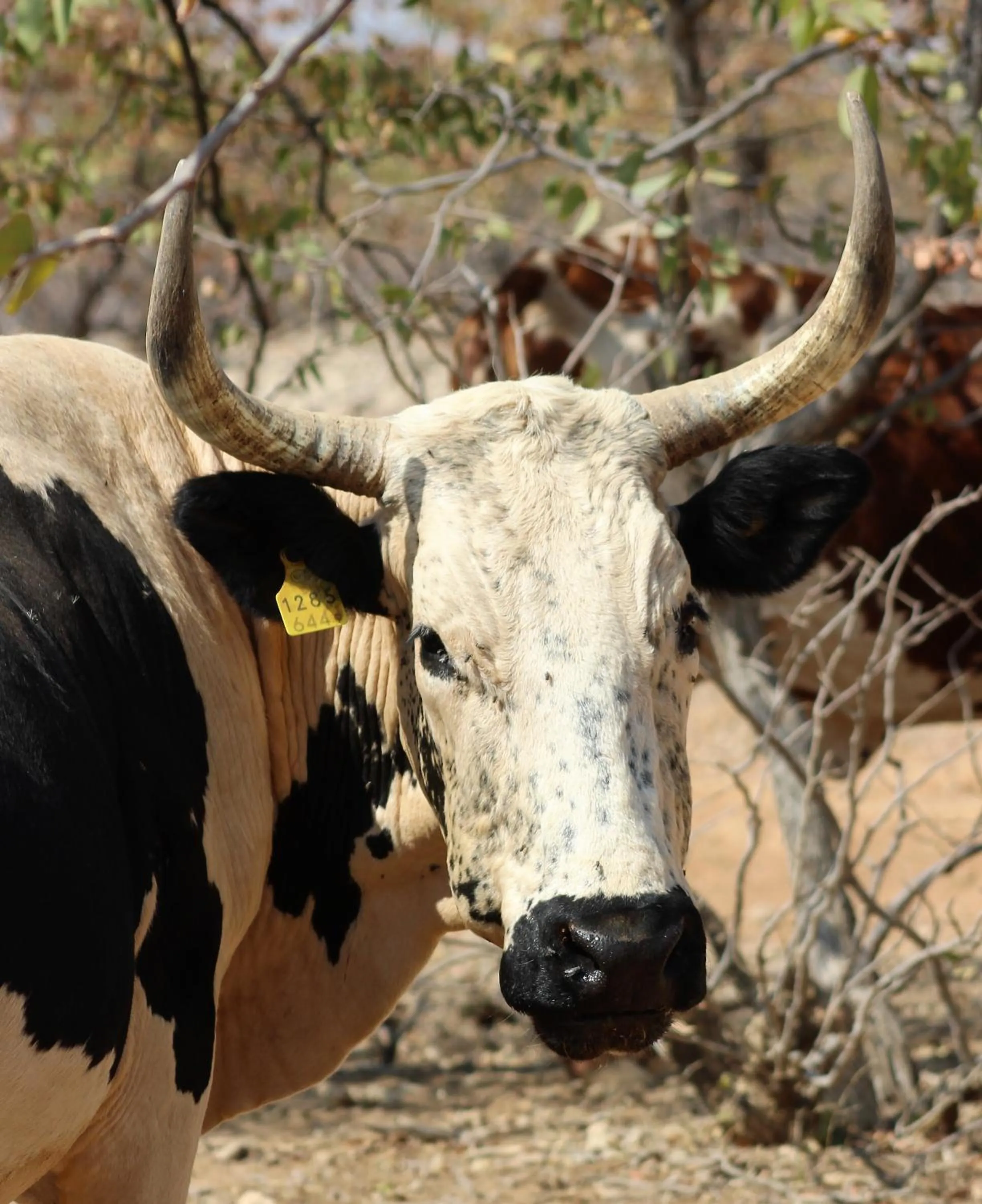 Activities in Opuwo Country Lodge