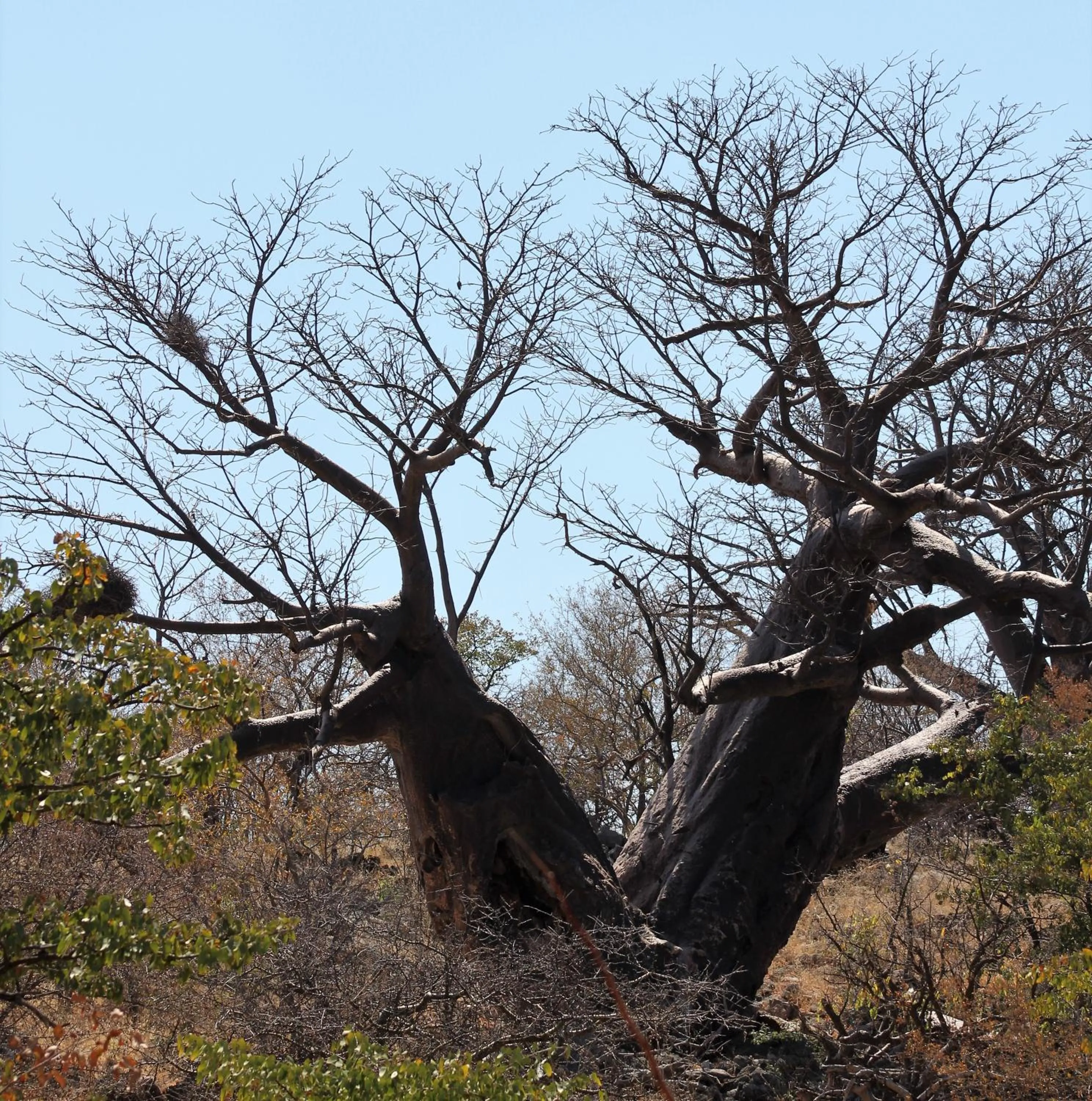 Natural landscape in Opuwo Country Lodge