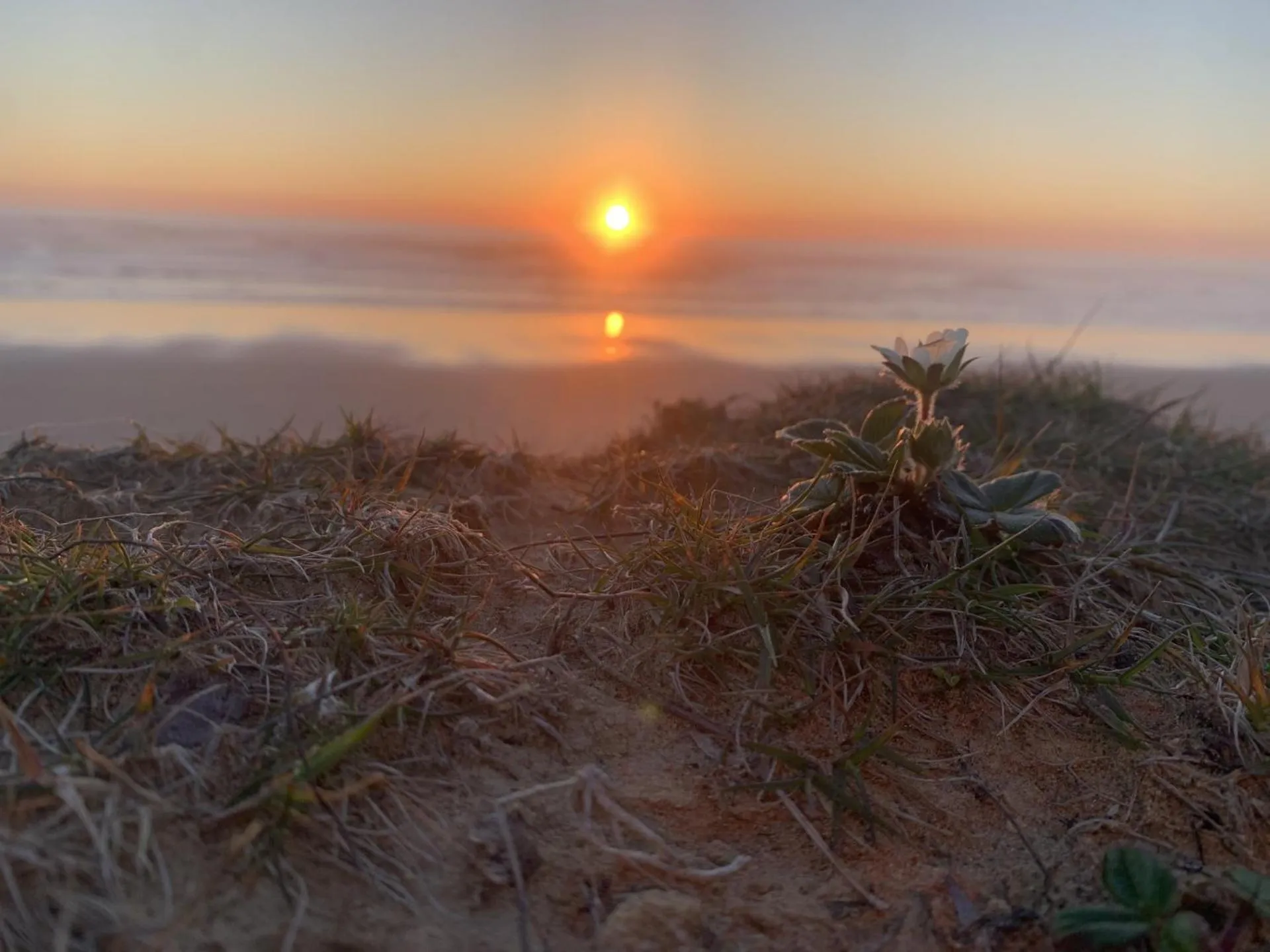 Natural landscape in Tillicum Beach Motel - Formerly Deane's Oceanfront Lodge