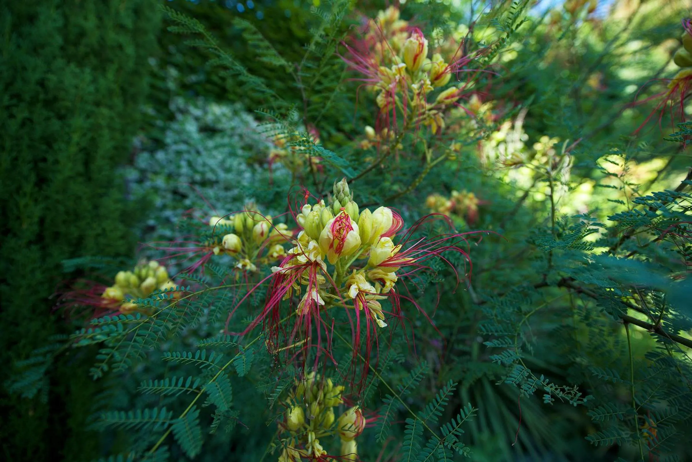 Spring in La Maison du Passage - Chambres - Suites premium, Spa, Piscine et Restaurant
