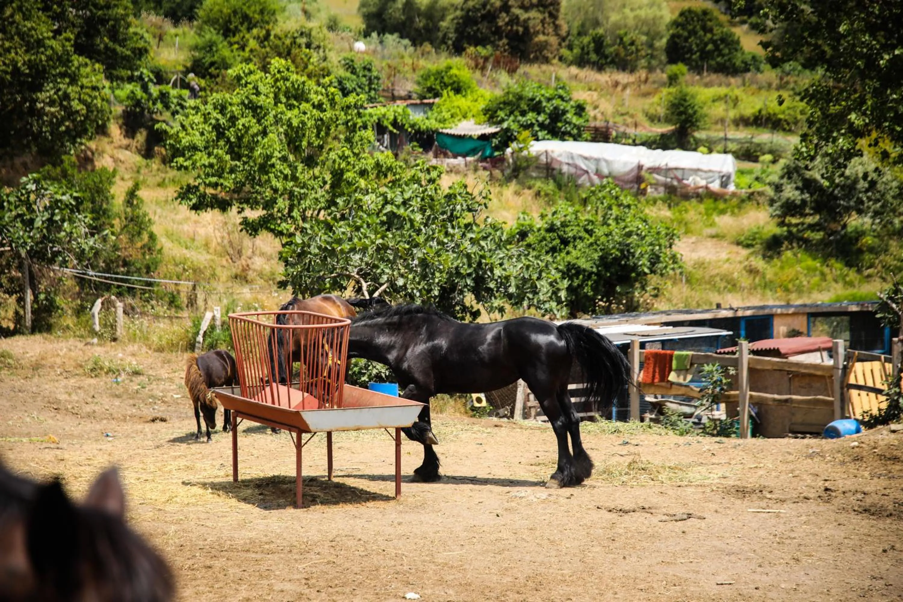 Restaurant/places to eat in MAVİ AT HOTEL Blue Horse