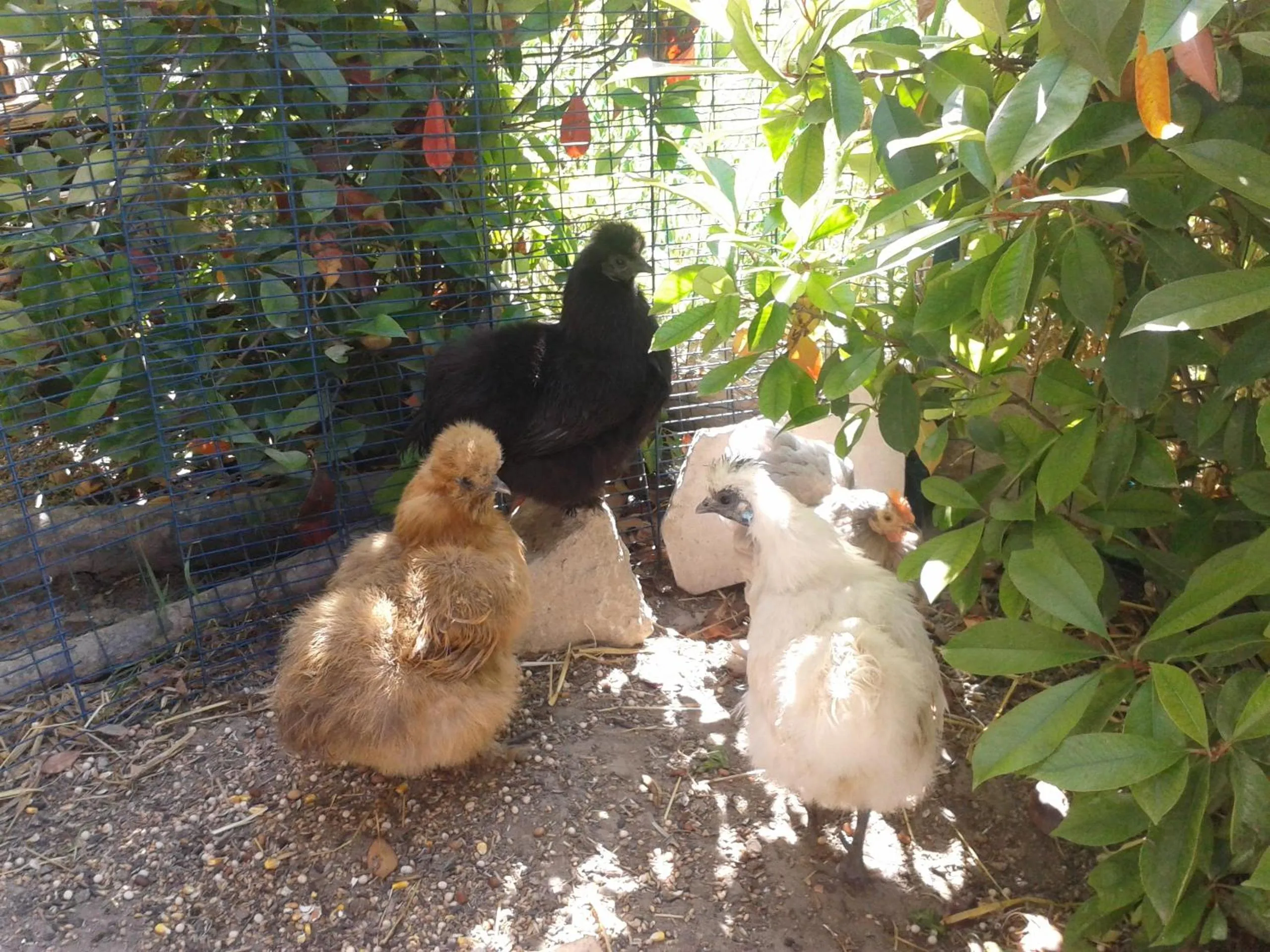 Garden in B&B Le Clos des Cigales