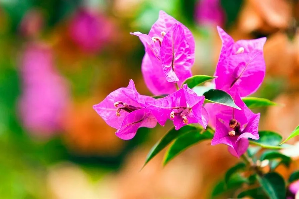 THE S APART & SUITES hOTEL