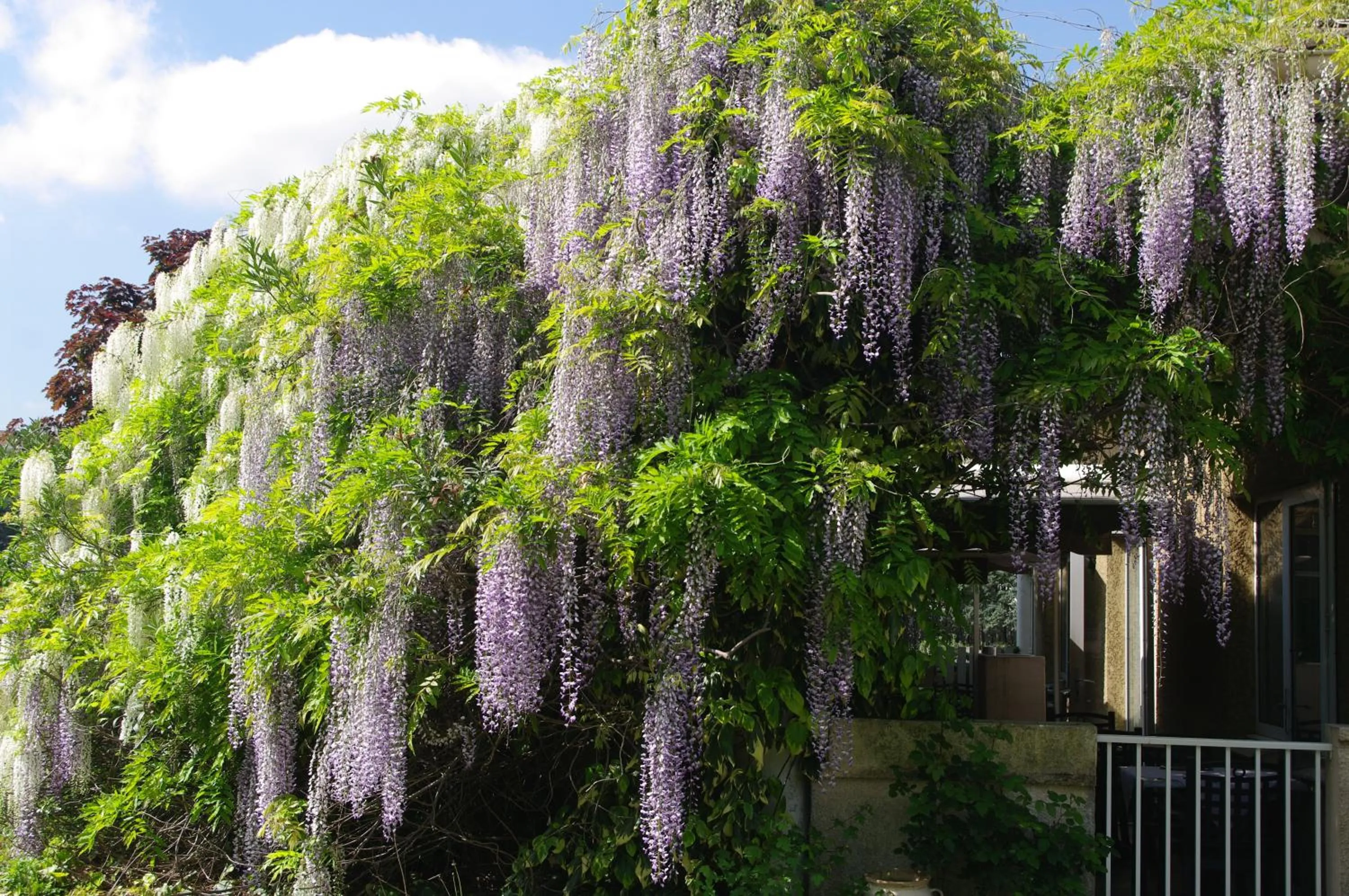Garden in Hotel du Moulin à Vent - Gerland