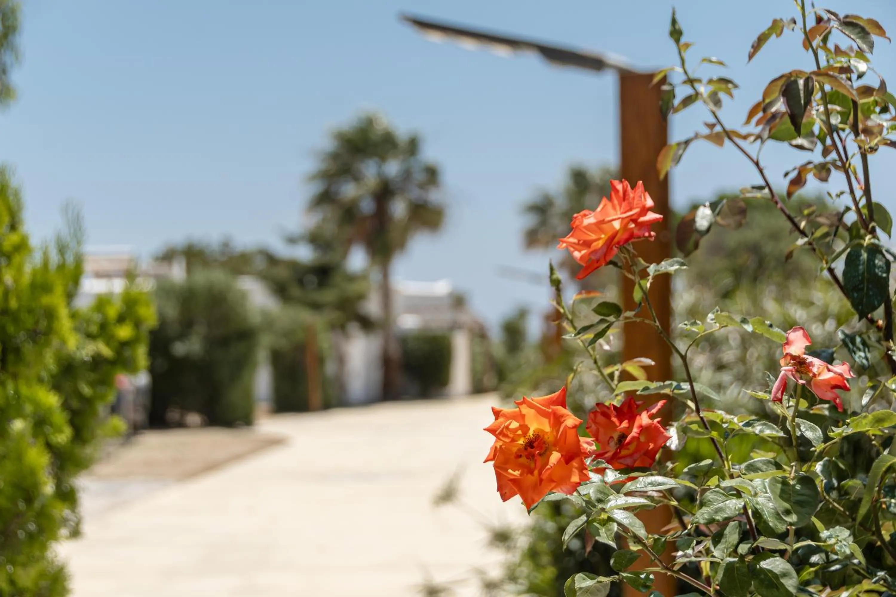 Property building in Glaronissi Beach