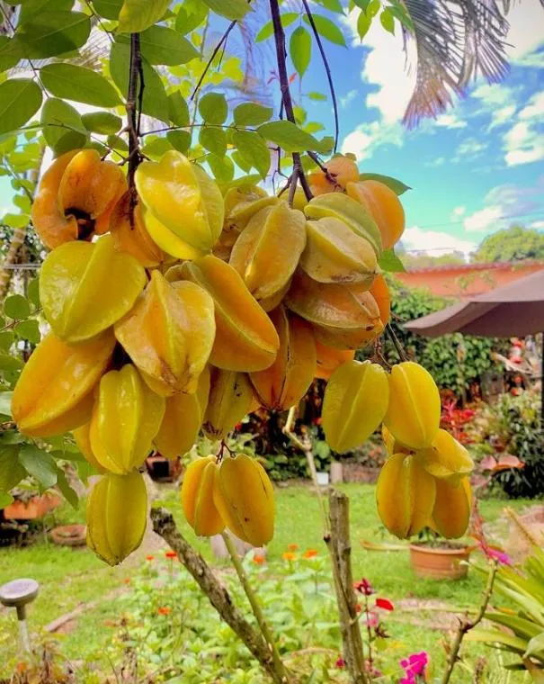 Posada Las Bromelias