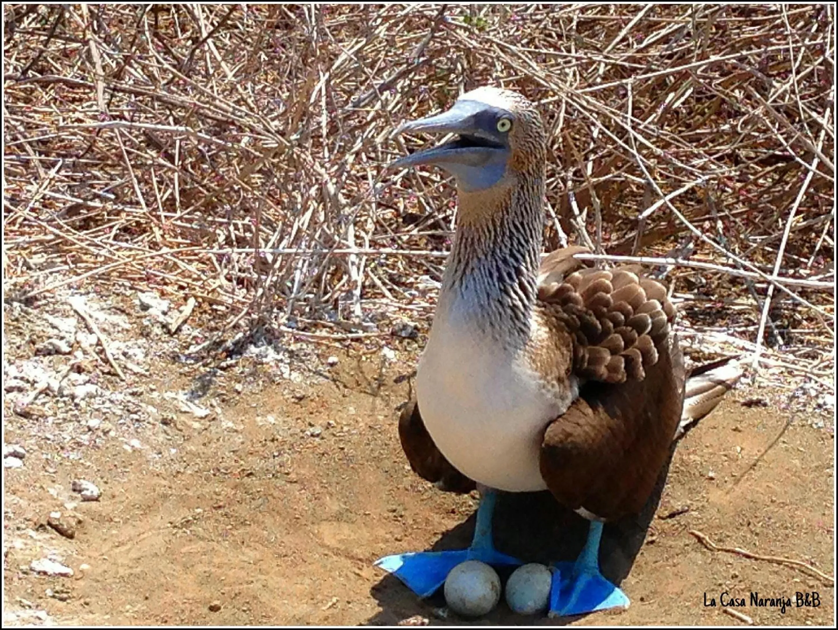 La Casa Naranja Bed and Breakfast